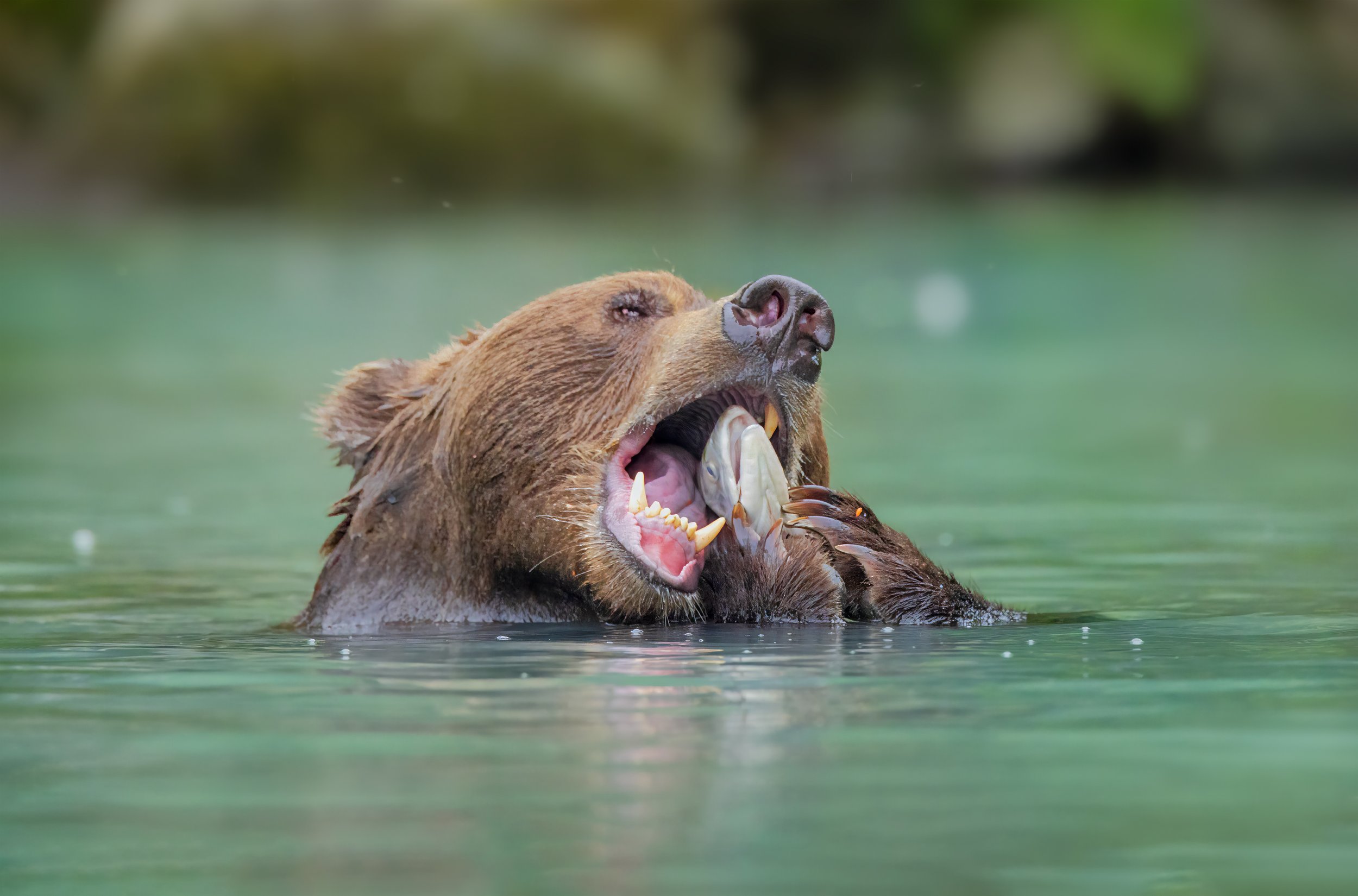 Redoubt Bay Grizzly .jpg