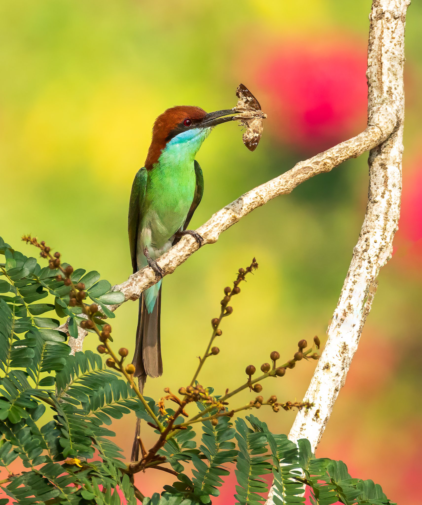 Rufous Bee-eater with food3.jpg