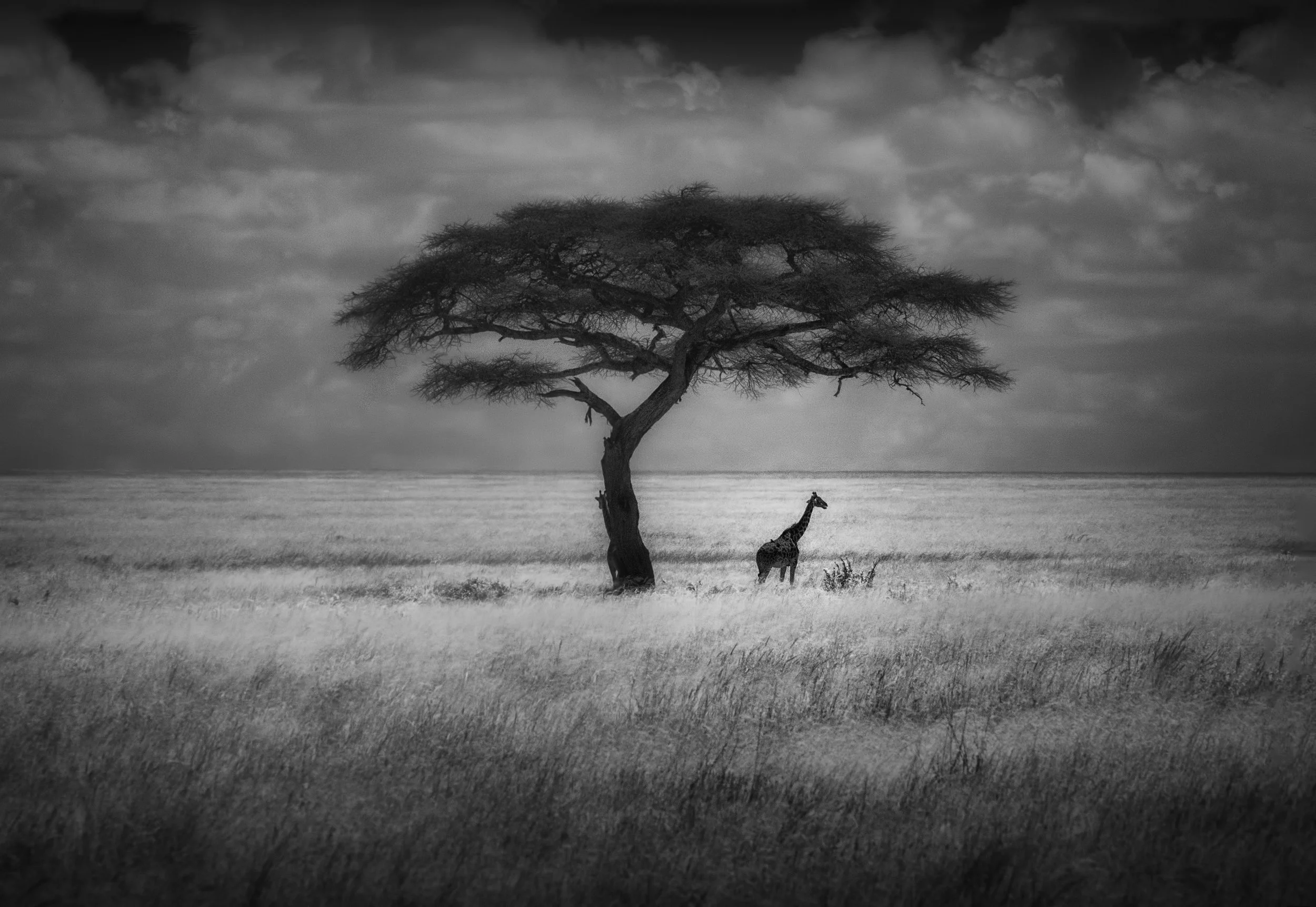 Lone giraffe under a tree IR (largeJPG).jpg