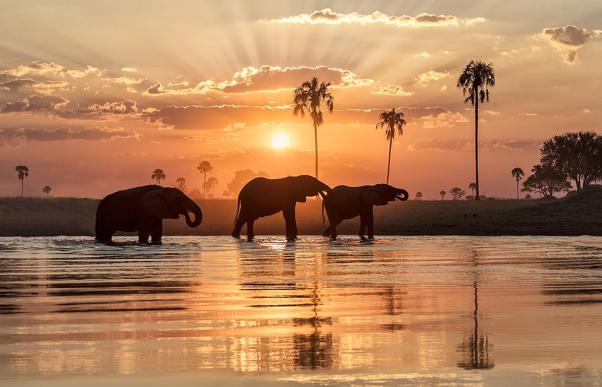 Elephant - Hwange Waterhole Sunset 2000px.jpg