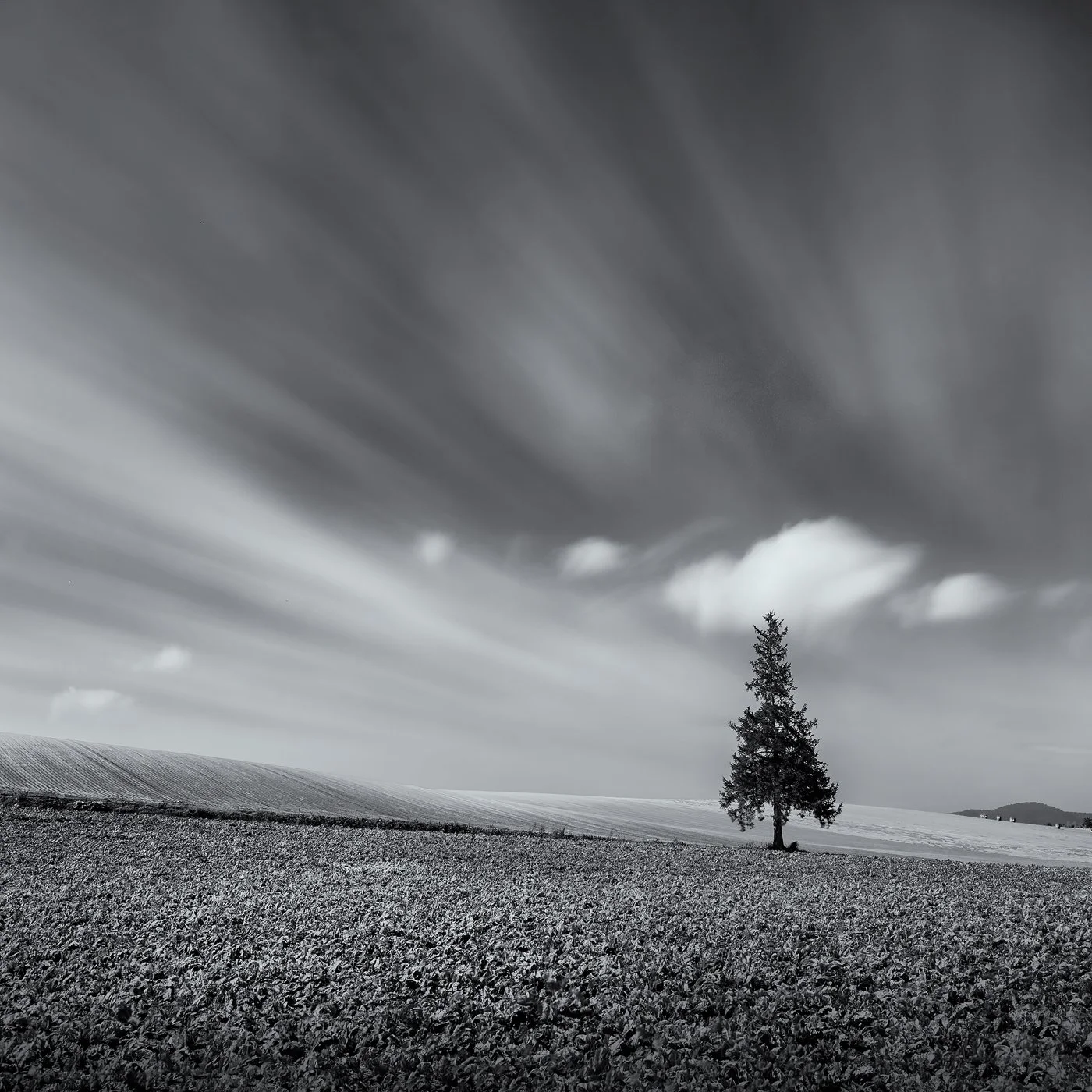 Biei Christmas Tree Long Exp B&W.jpg