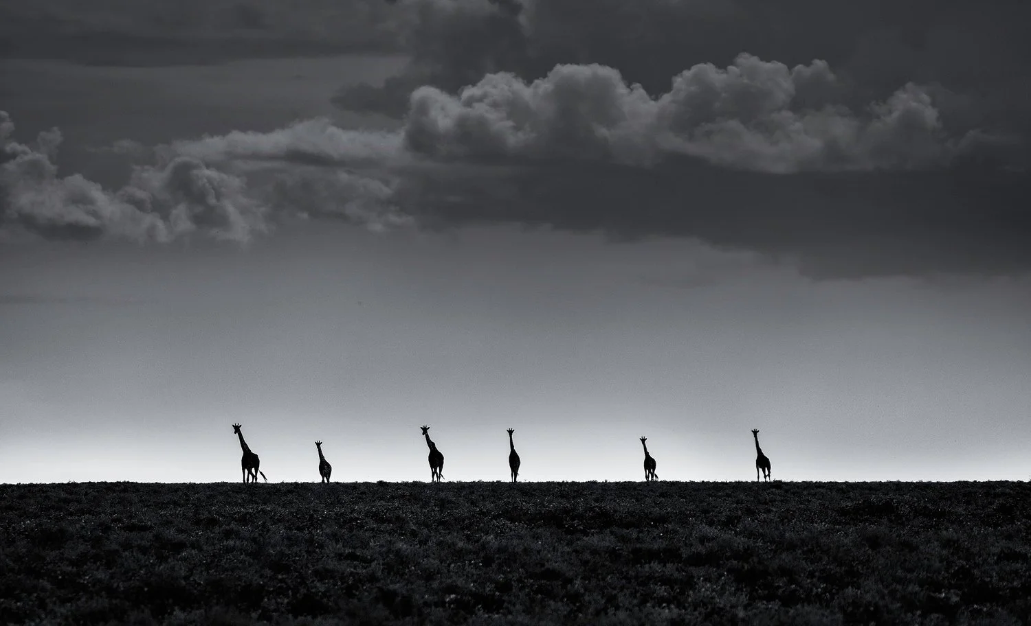 6 Giraffes small.jpg