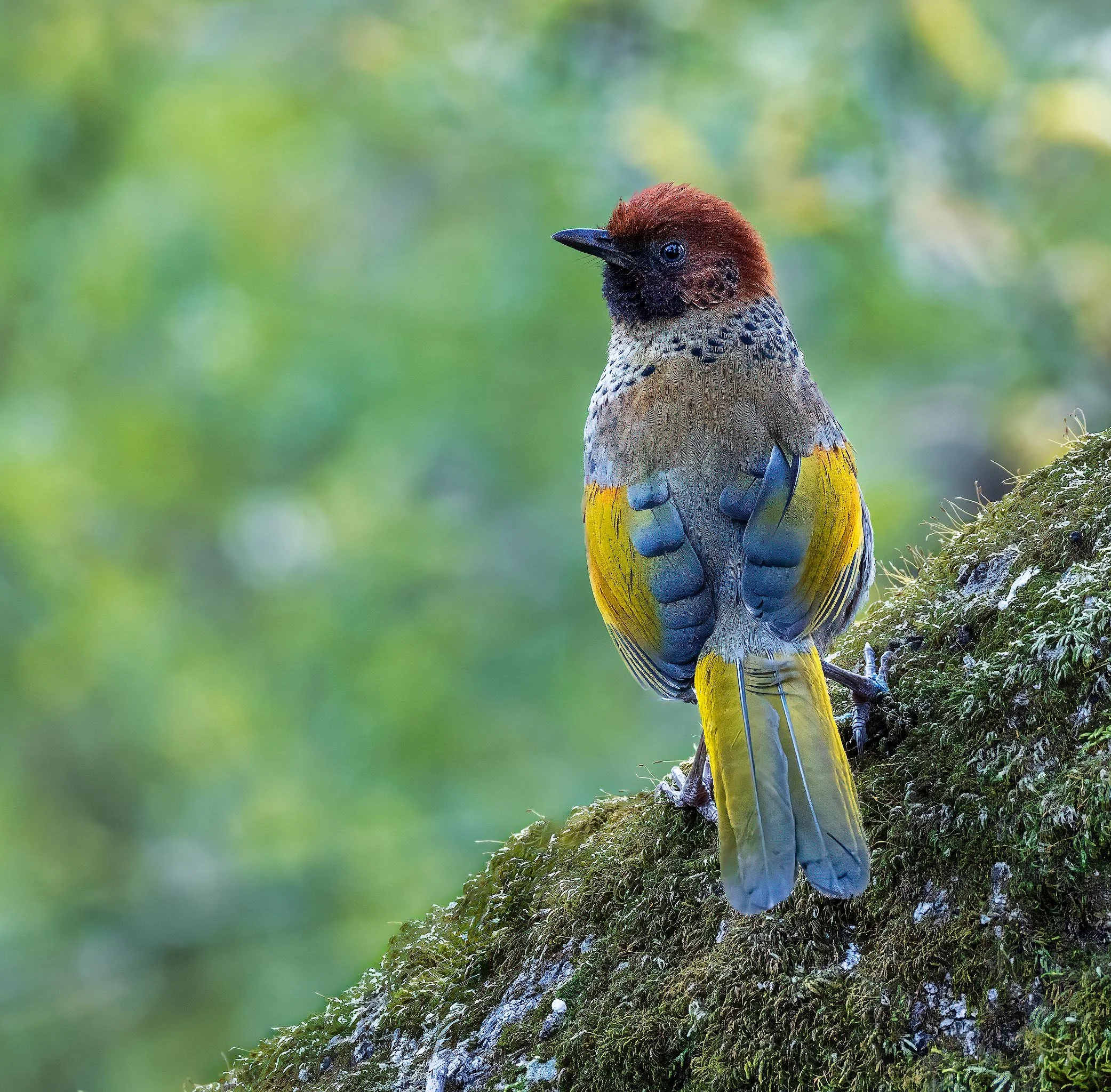 Chestnut-crowned Laughing Thrush.jpg