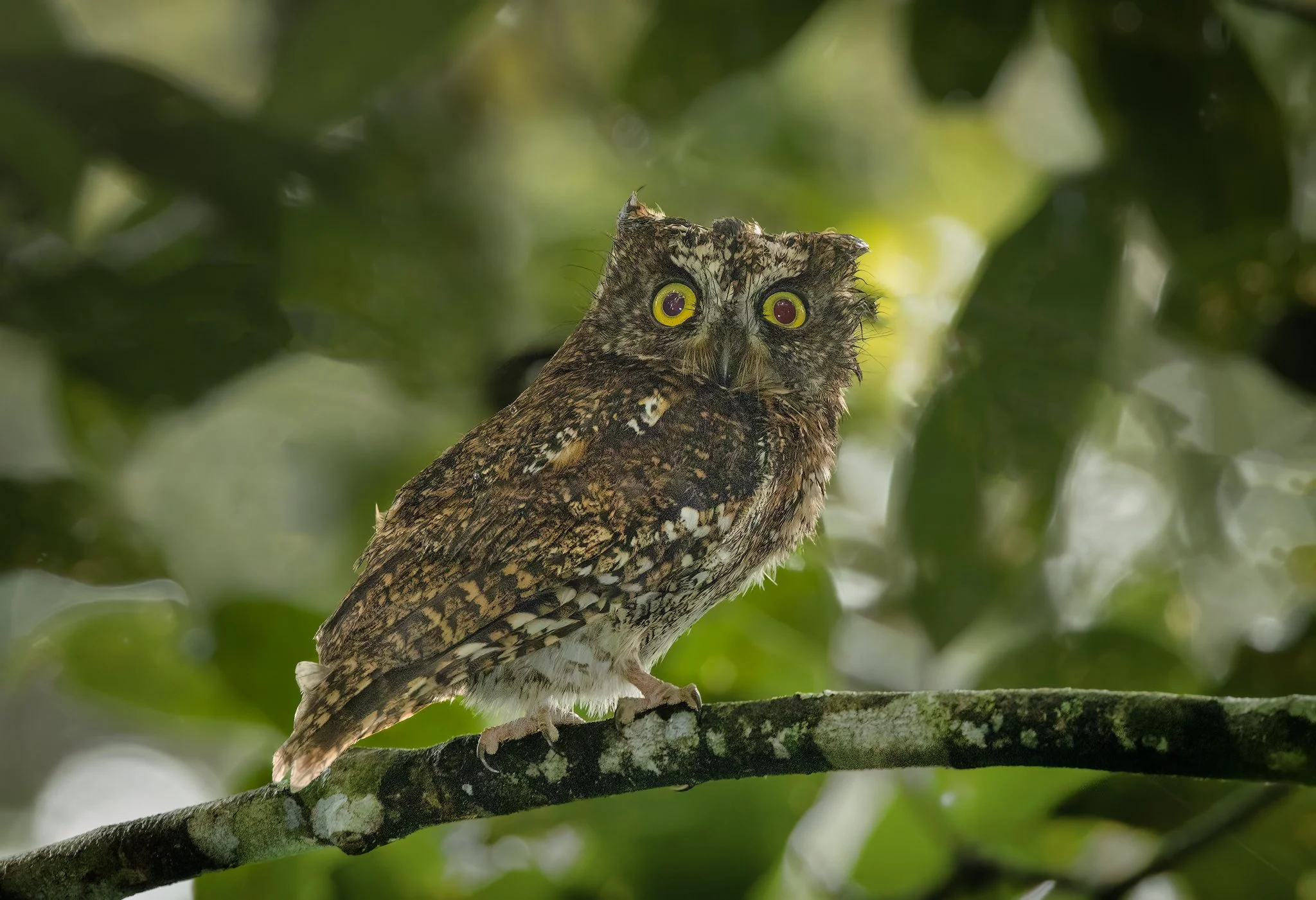Mindanao Highland Scops Owl 1.jpg