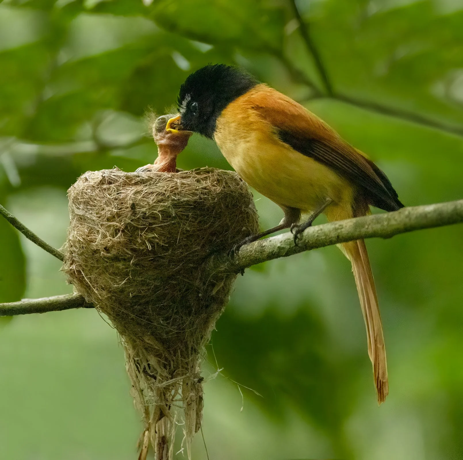 Black and Cinnamon Fantail 1600px.jpg