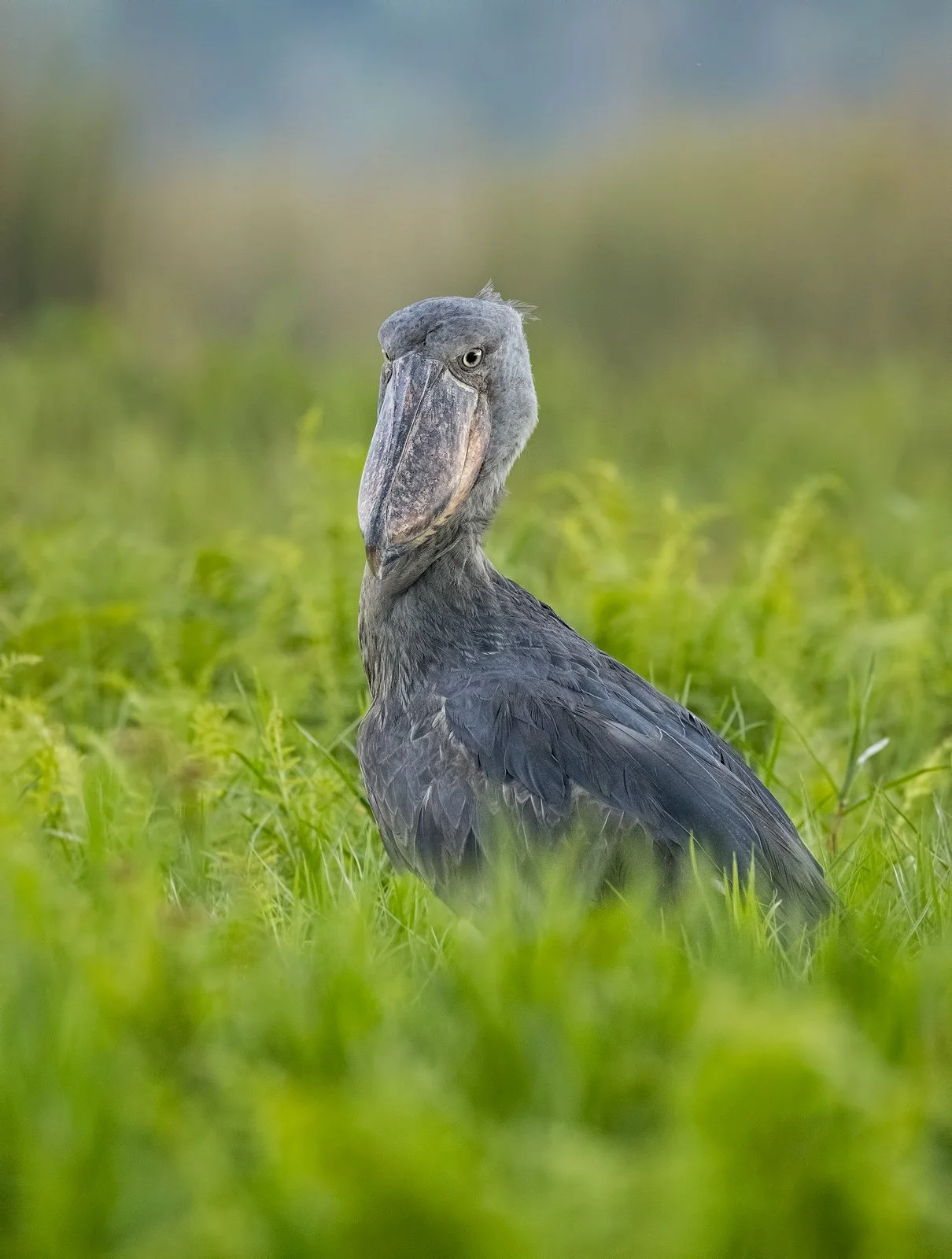 Shoebill 1 1600px.jpg