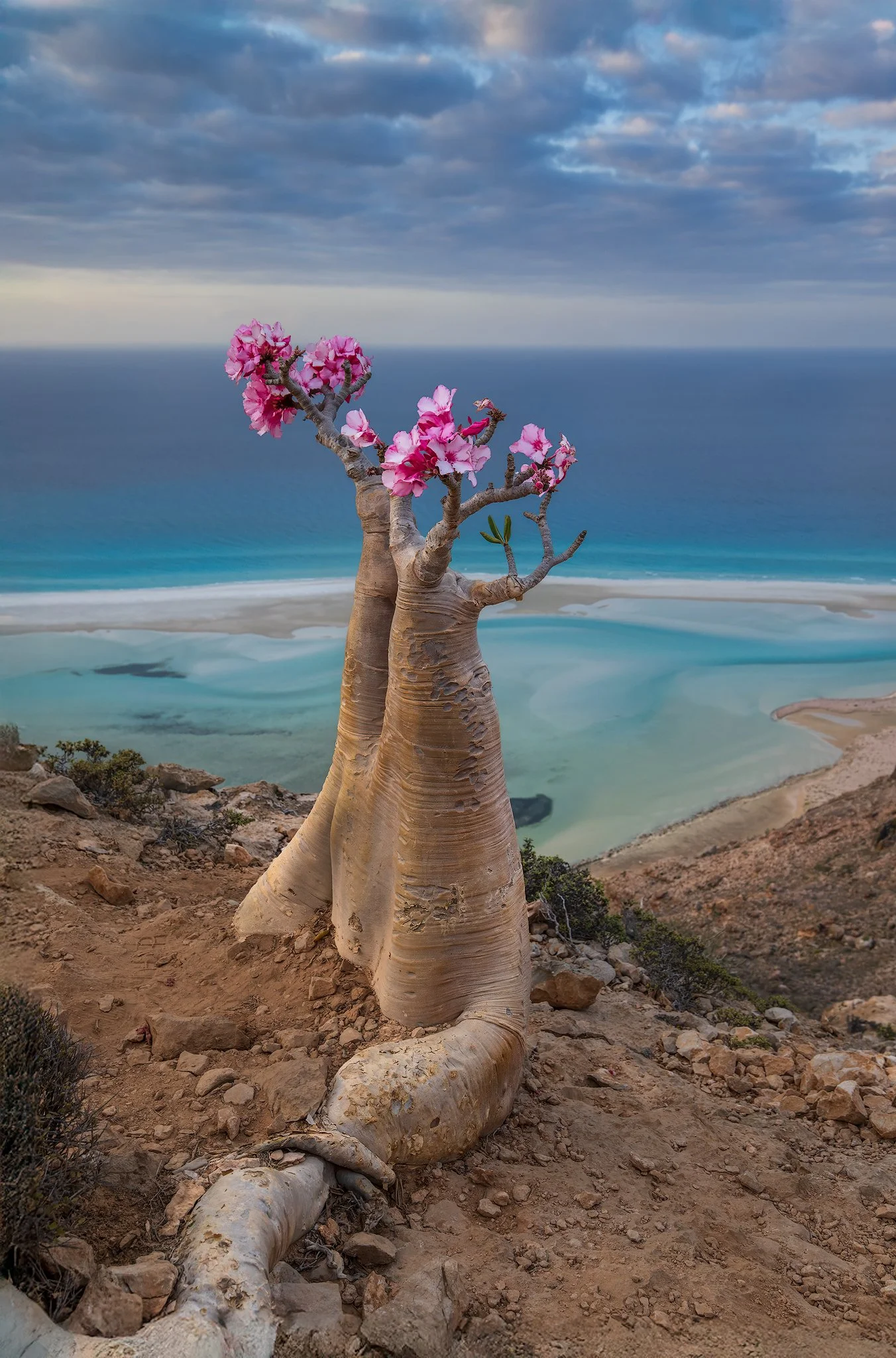 Bottle Tree, Socotra, Yemen