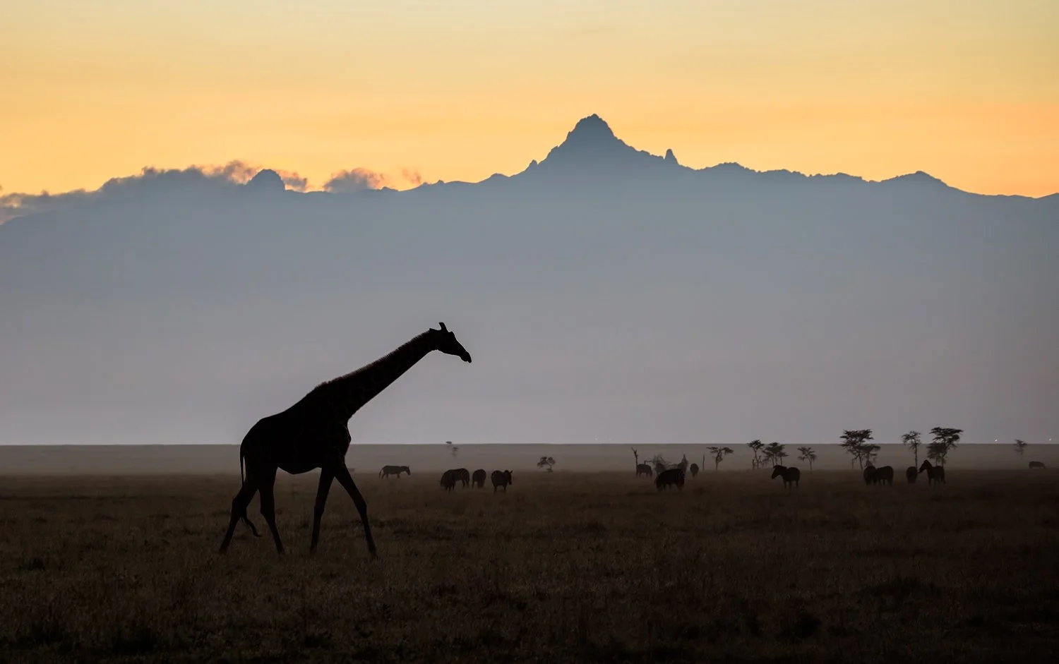 Giraffe - Ol Pejeeta.jpg