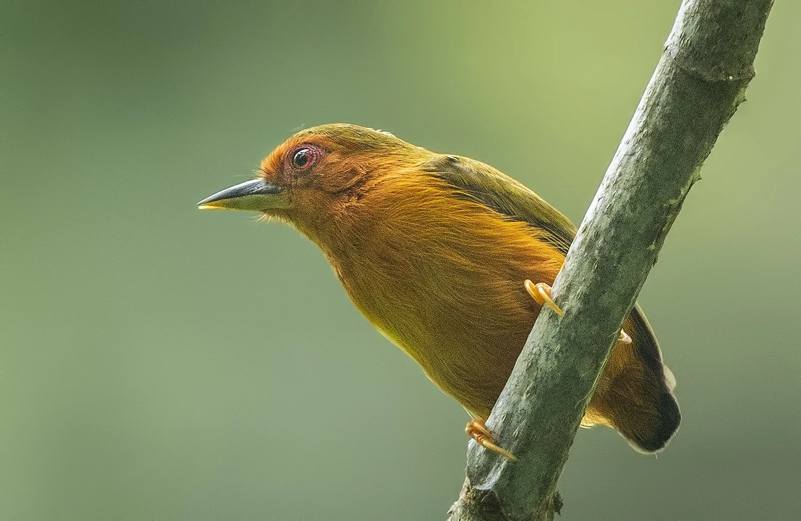 Rufous Piculet 1 1600px.jpg