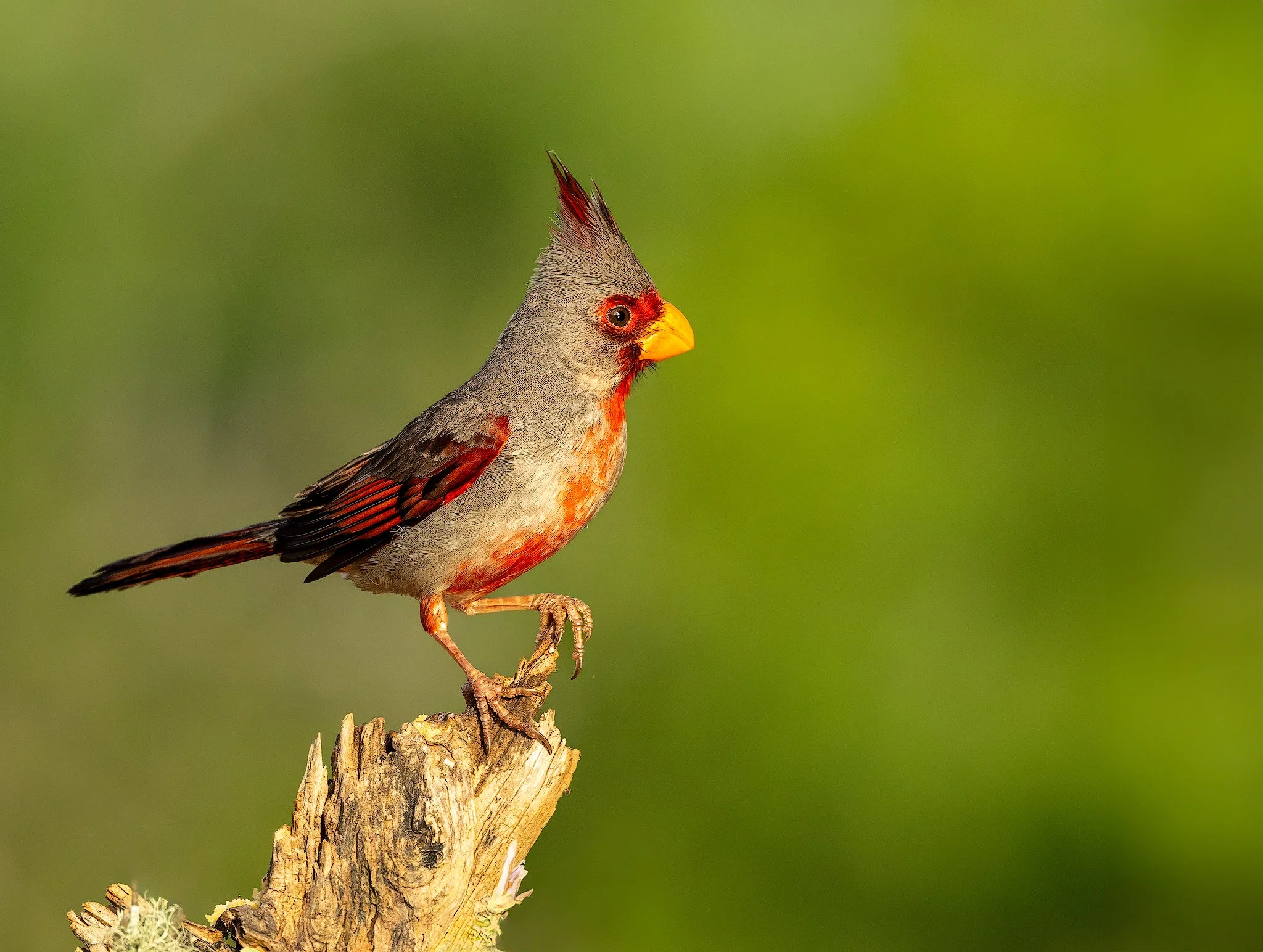 Pyrrhuloxia 4.jpg
