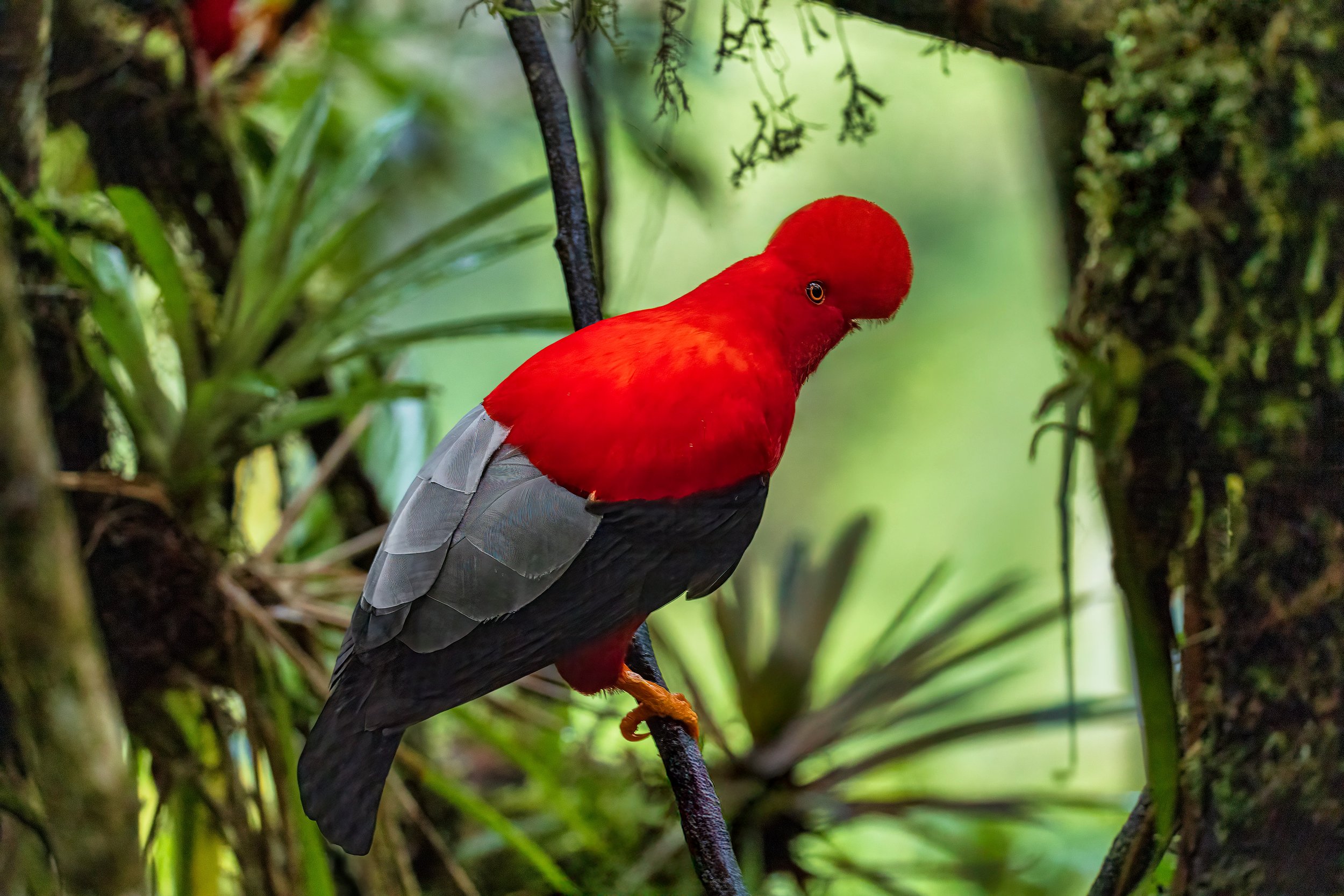 Cock of the Rock 2 Dona Dora copy.jpg