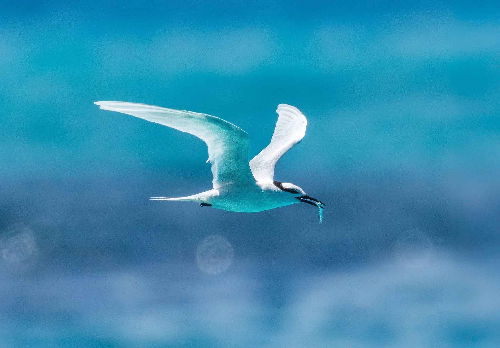White Tern 1 2048px.jpg