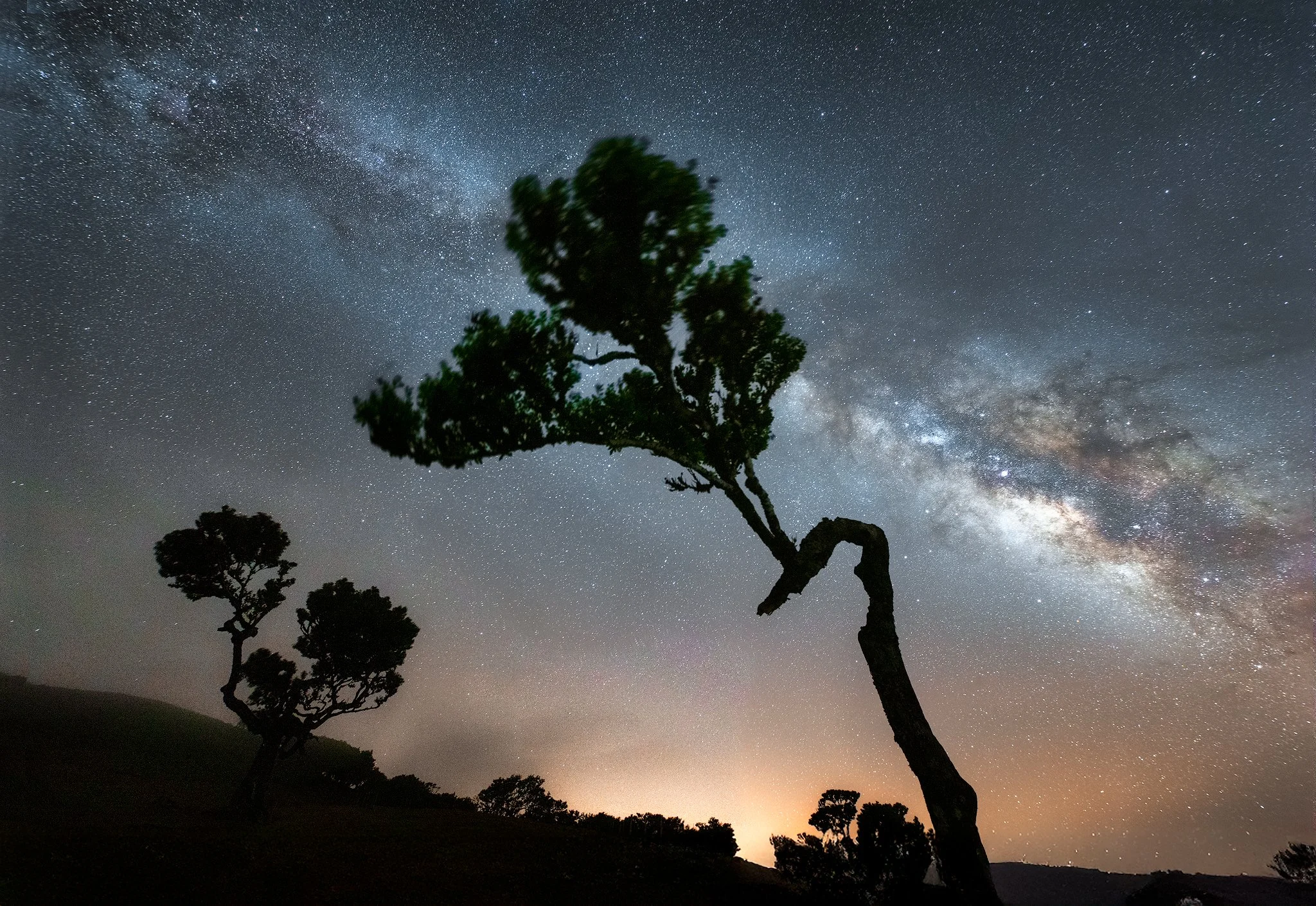 Fanal Forest, Madeira, Portugal