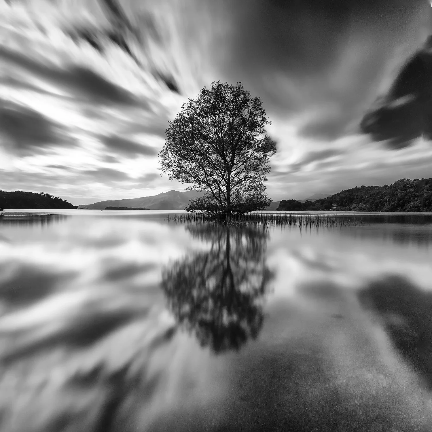 Triboa Mangrove Tree B&W.jpg