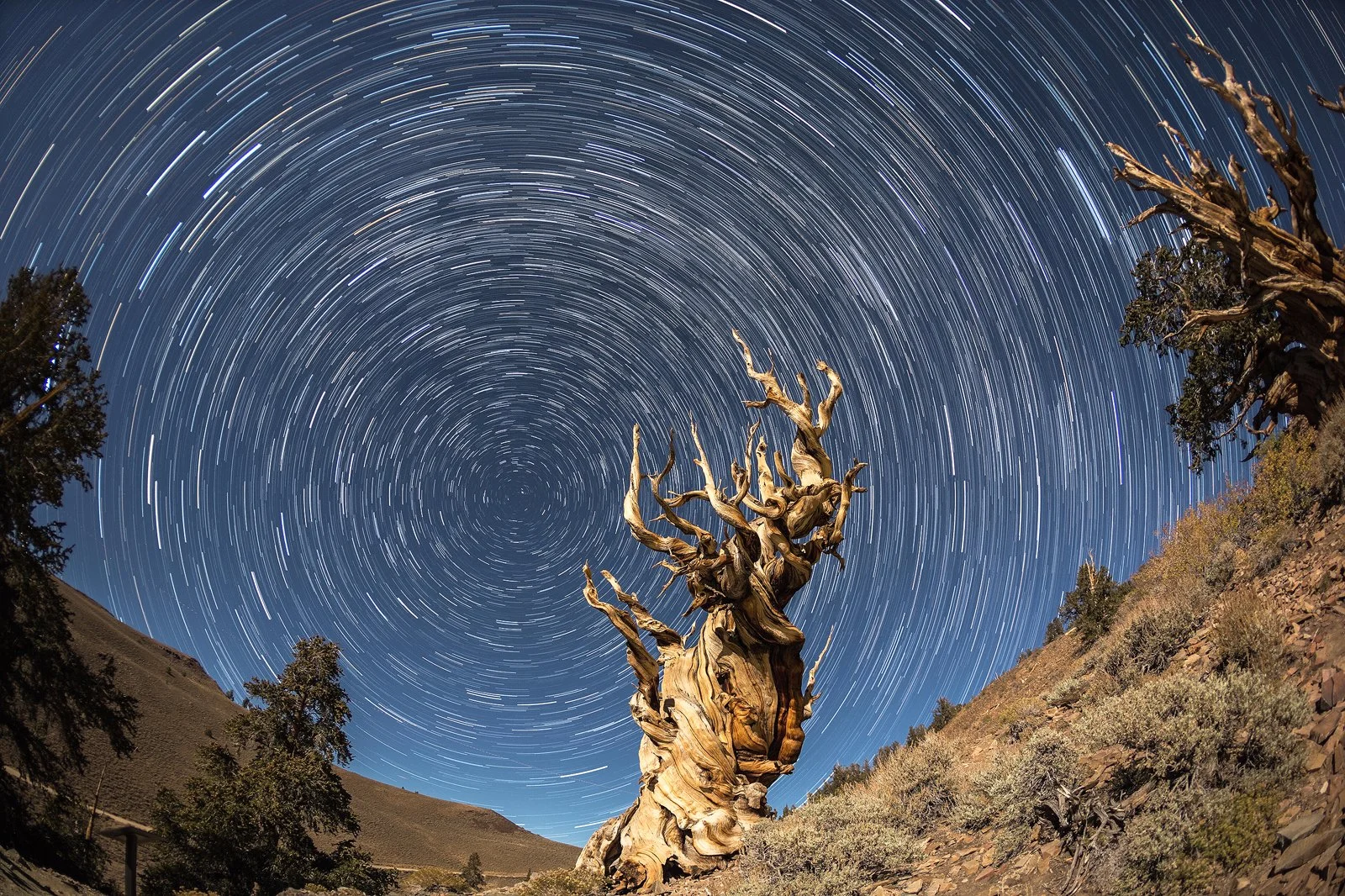 Bristlecone Pine, California