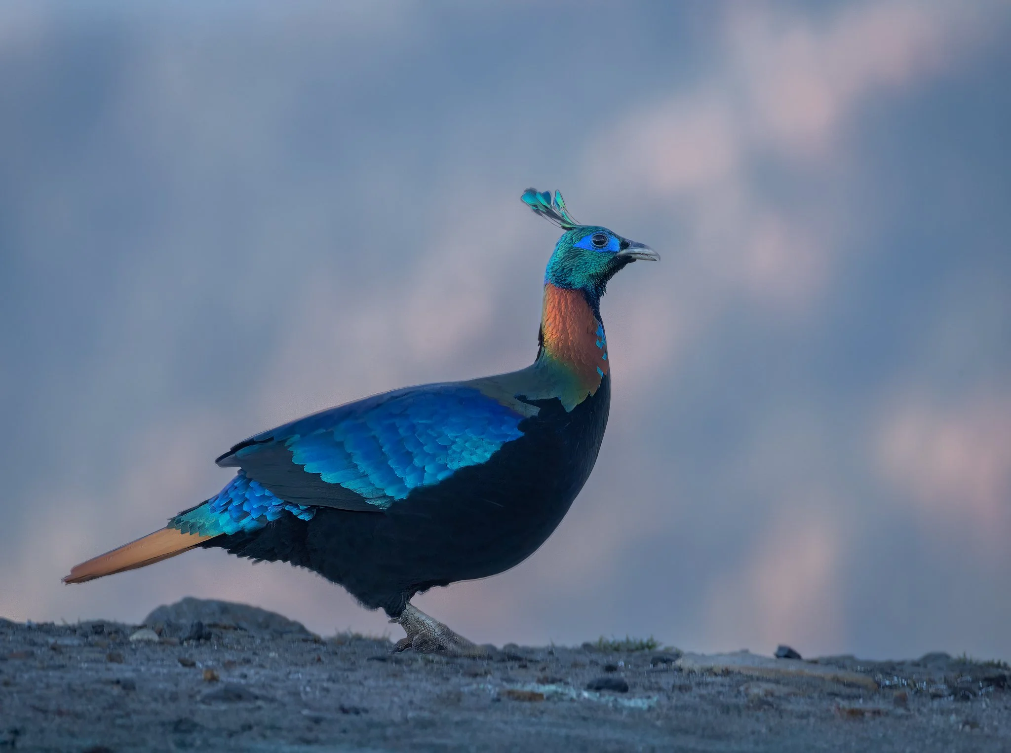 Himalayan Monal 1 2048px.jpg