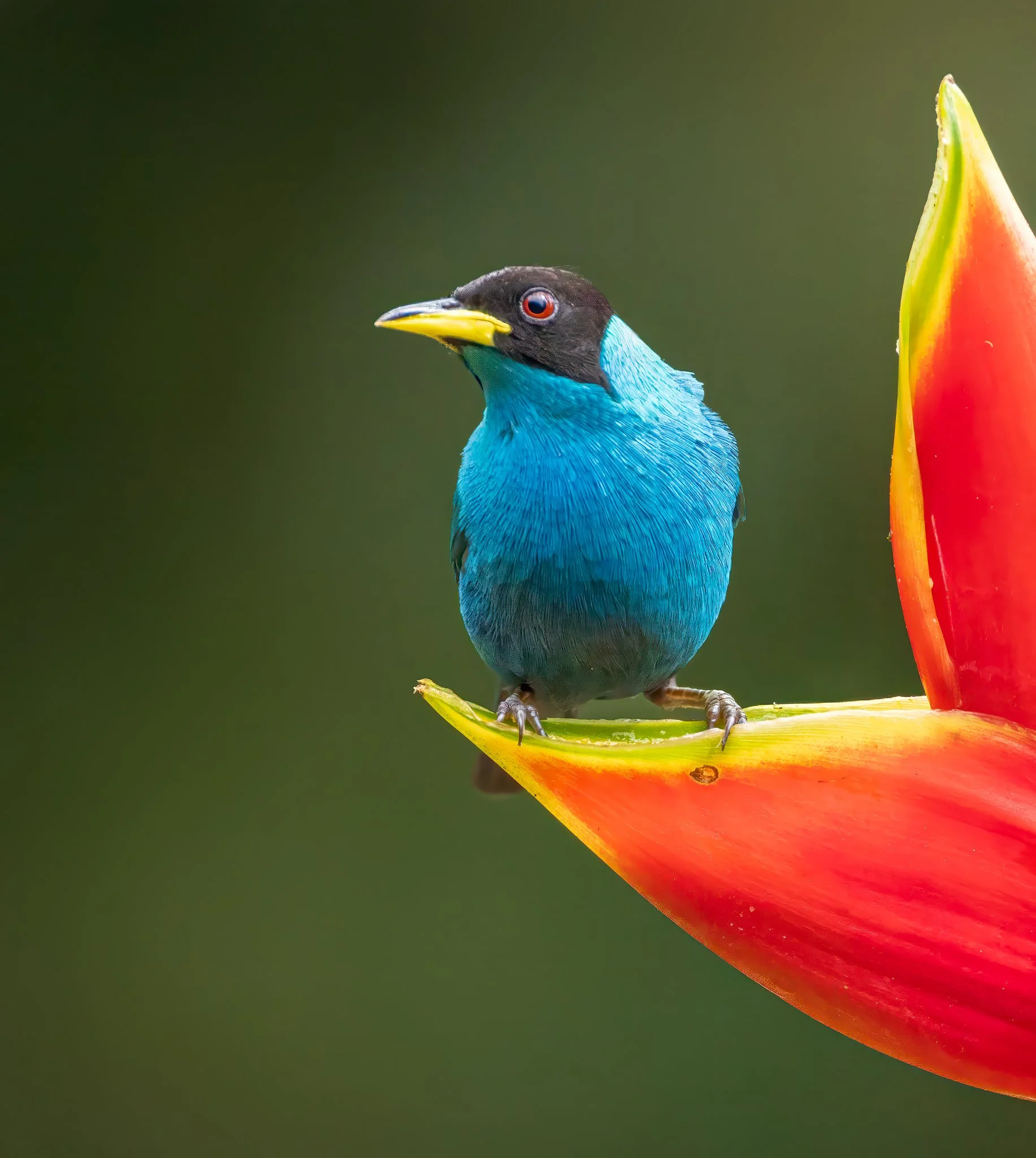 Green Honeycreeper La Florida 2 2048px.jpg