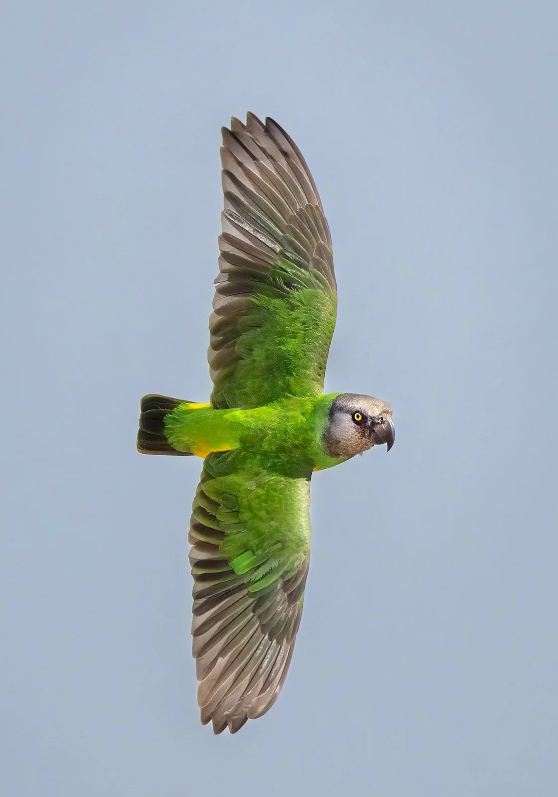 Senegal Parrot Flying 1600px.jpg