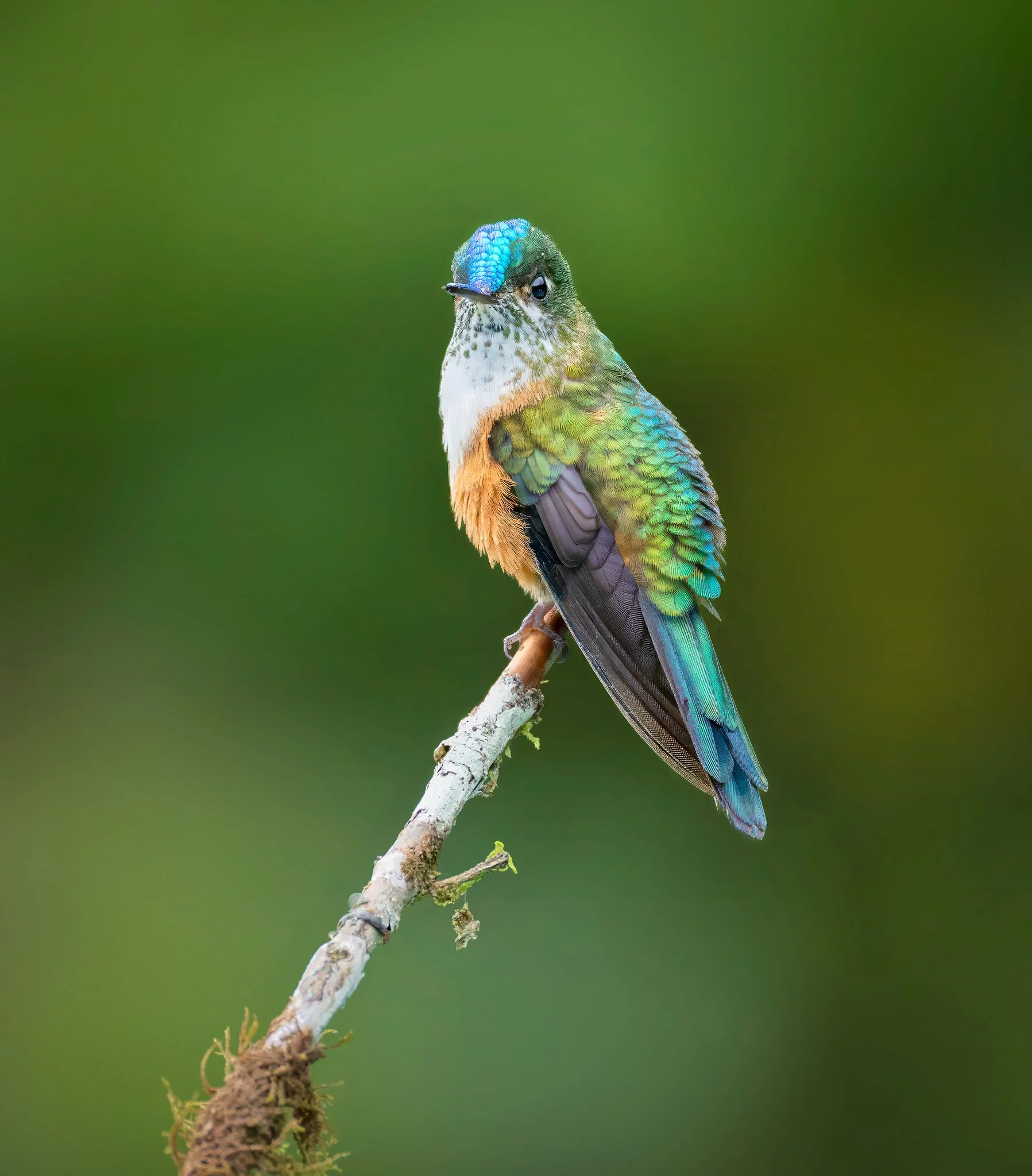 Hummingbird 2 TBD La Florida.jpg