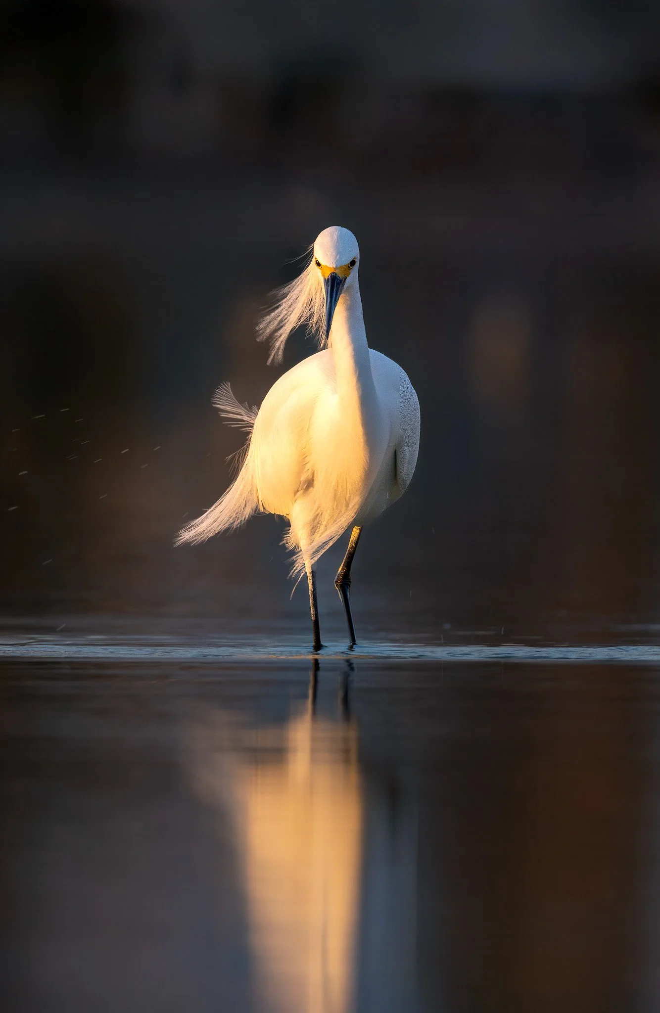 Snowy Egret Sunset 1 copy.jpg