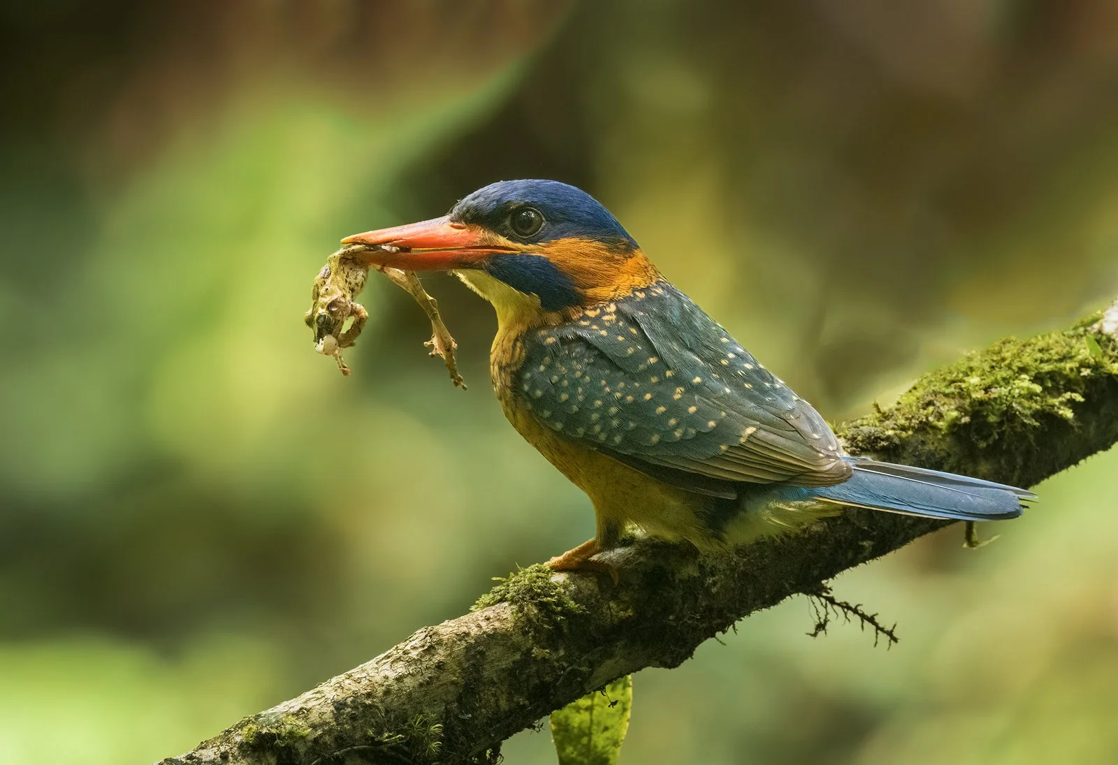 Blue Capped Kingfisher 2 1600px.jpg