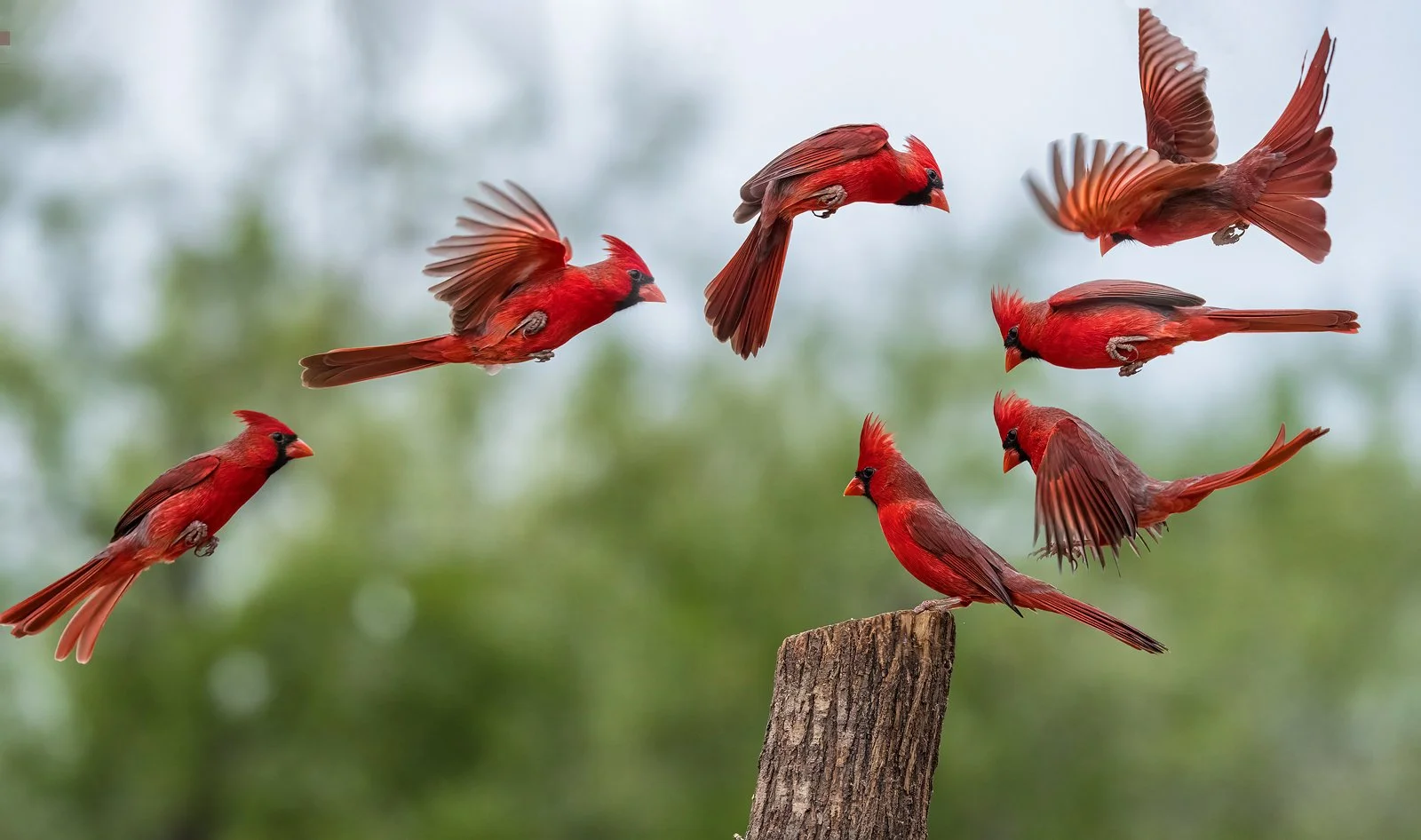 Cardinal Flight 1600px.jpg
