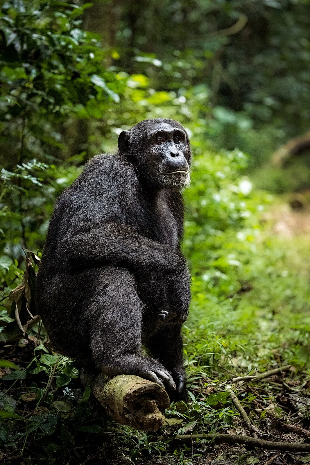 Chimpanzee 3 1600px.jpg
