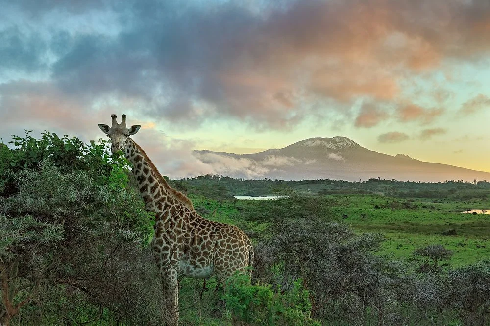 Giraffe Close Up Sunrise.jpg