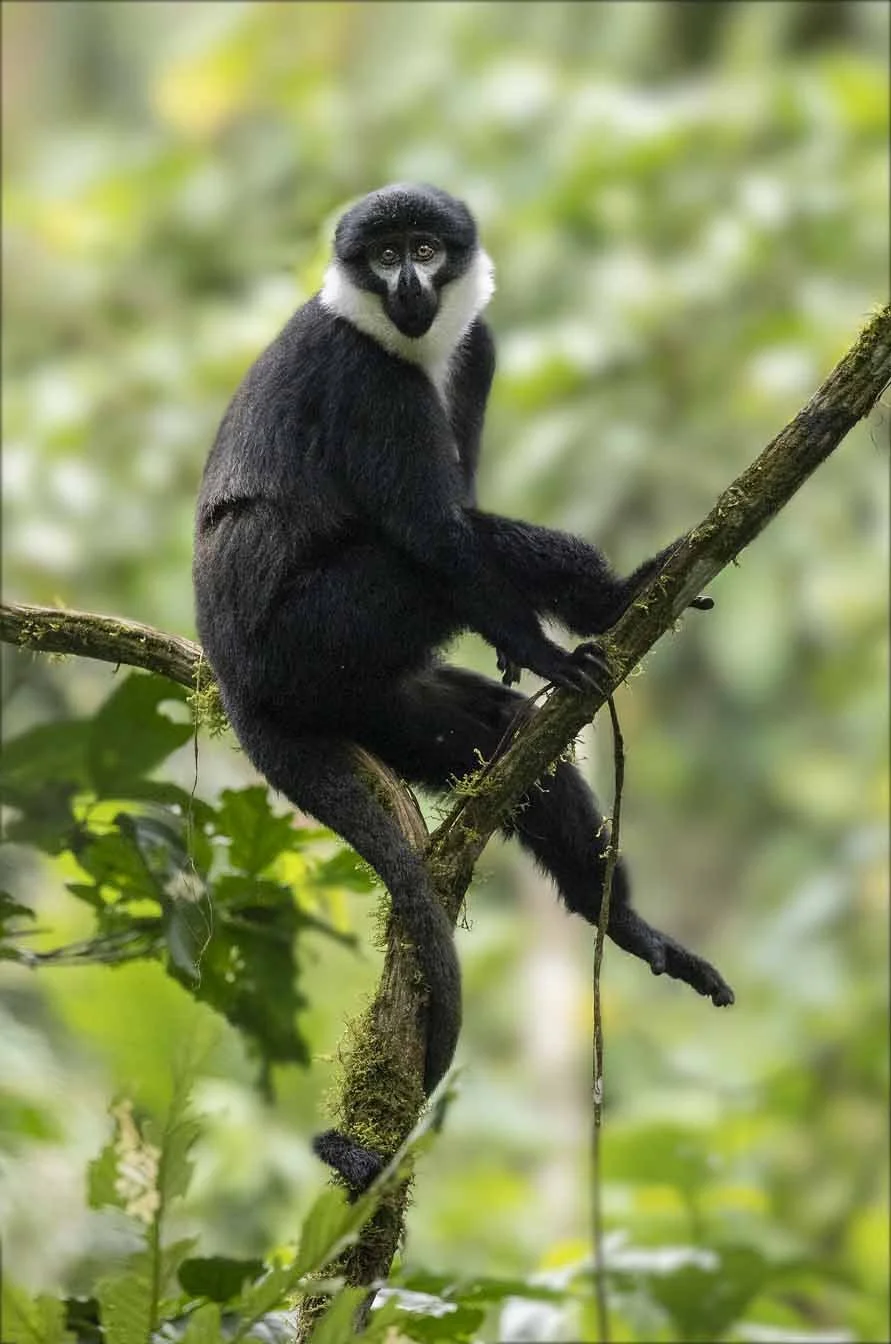 LHoest's Monkey3.jpg