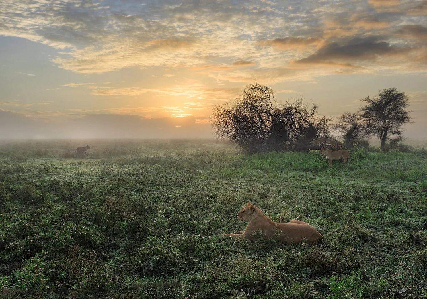 Lionscape 2 Sunrise.jpg