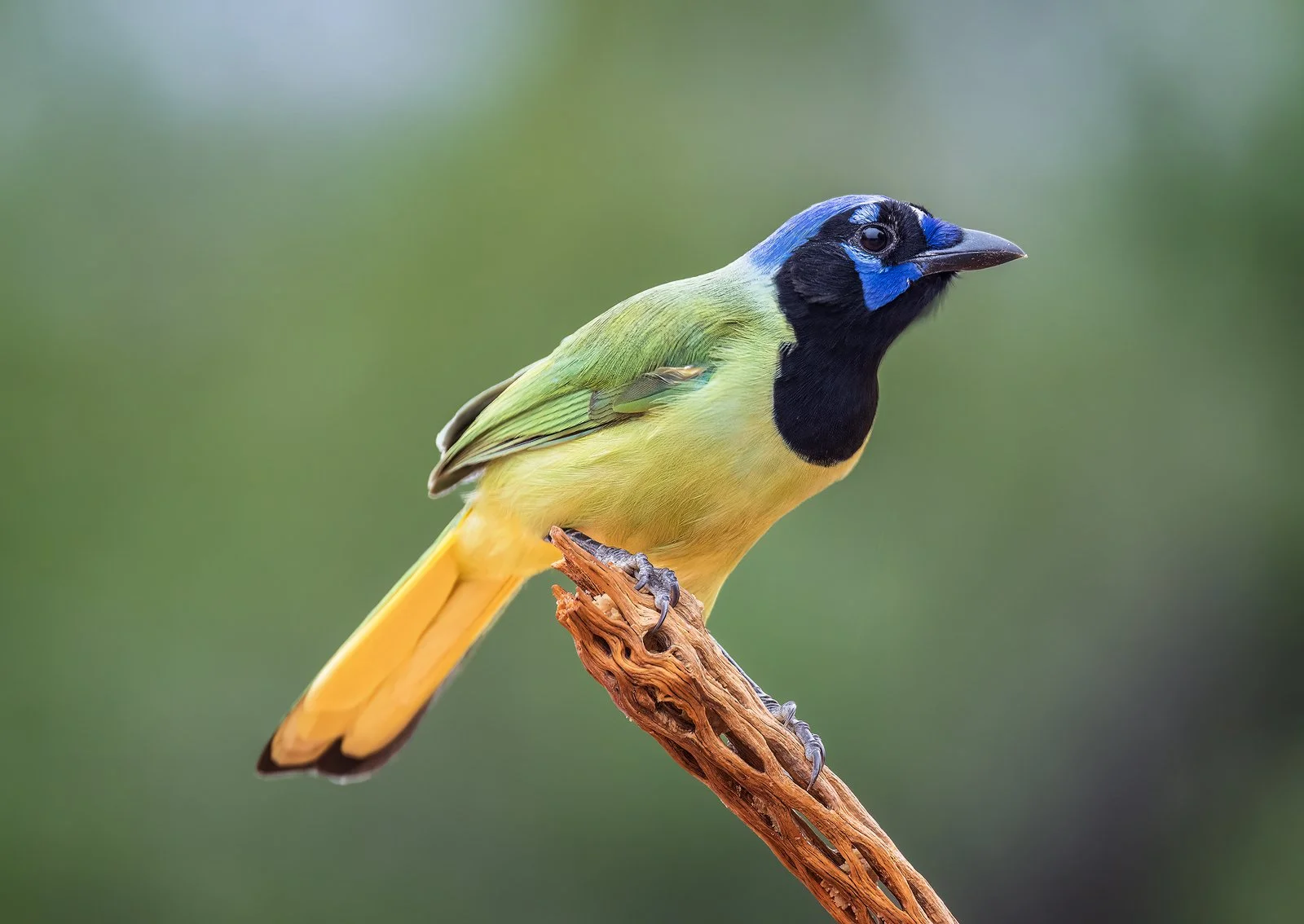 Green Jay 1 1600px.jpg