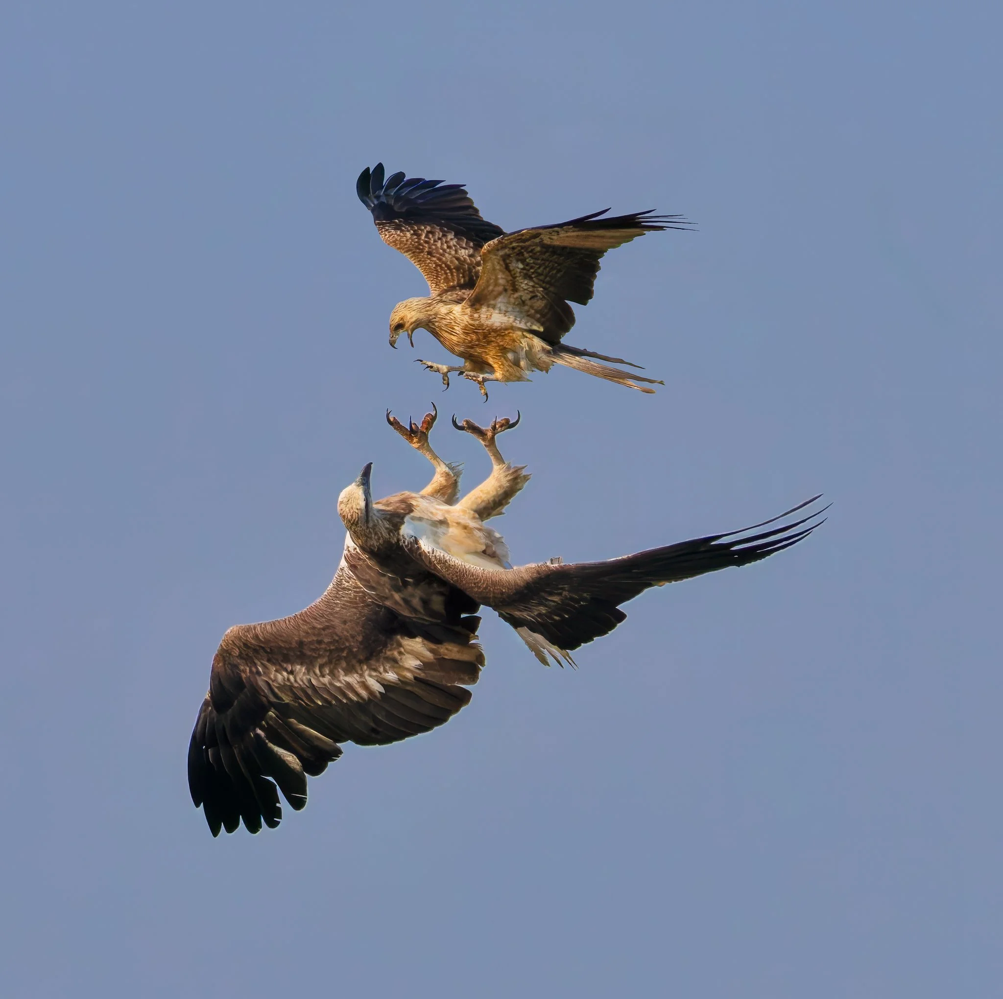 Brahminy vs White Bellied Sea Eagle copy.jpg