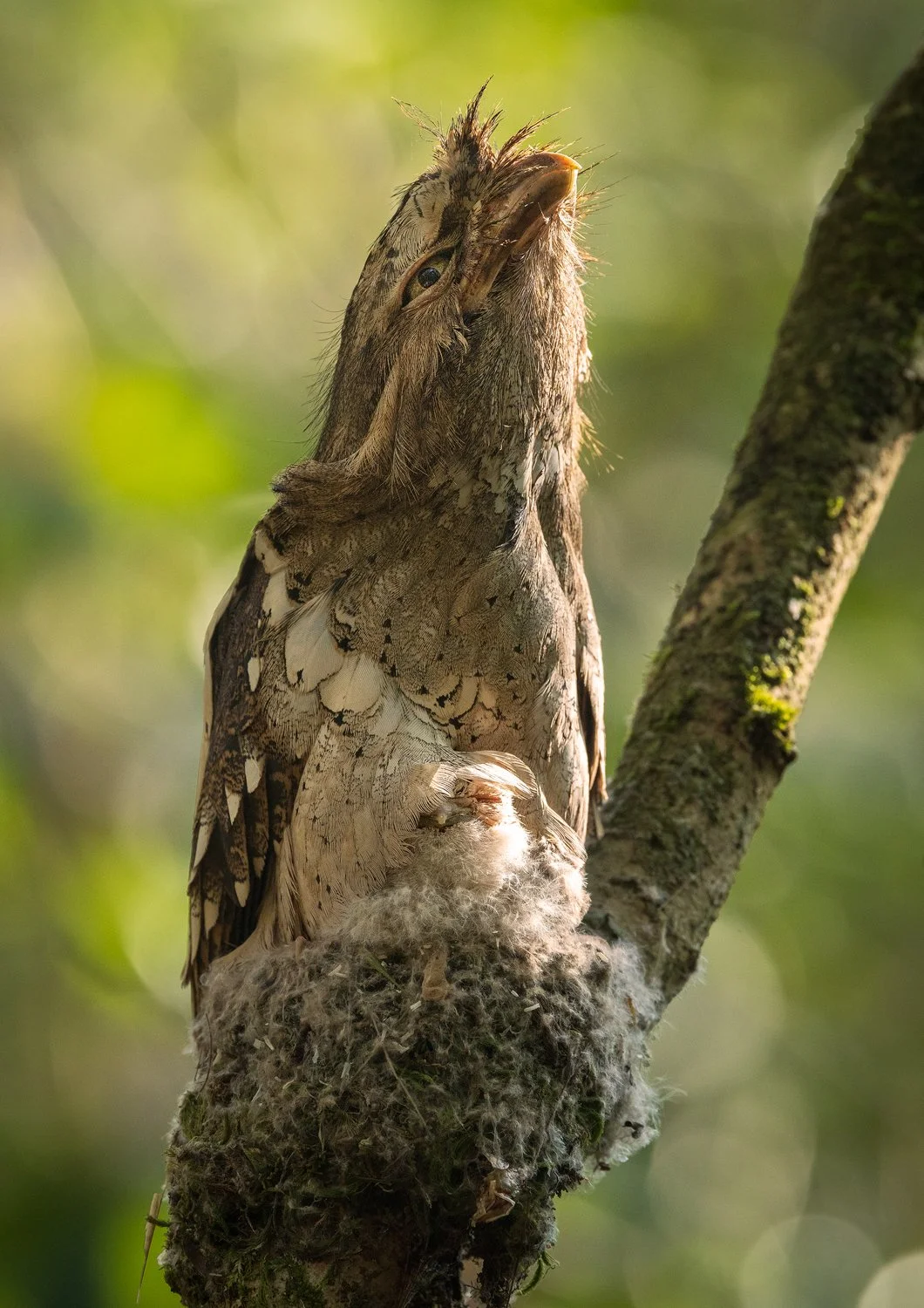 Philippine Frogmouth copy.jpg