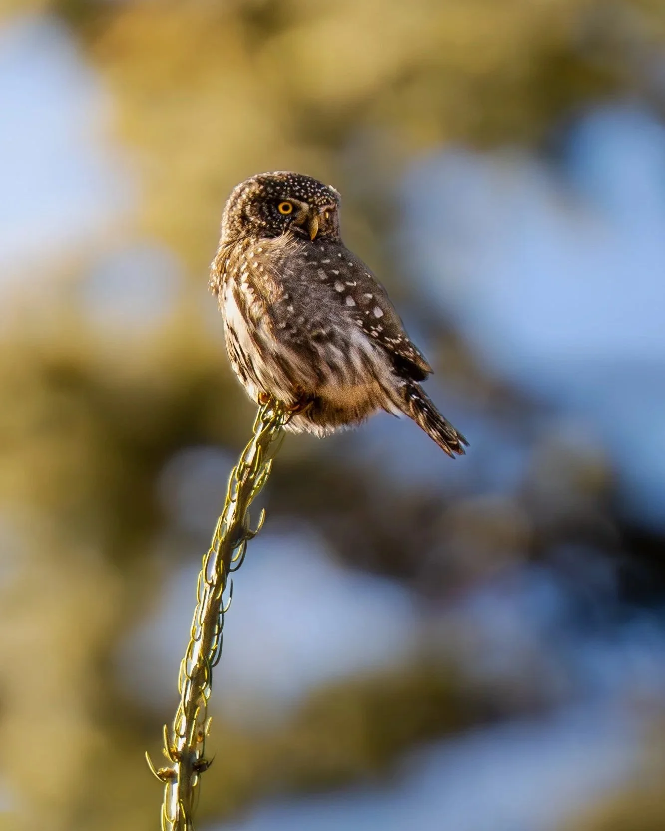 NorthernPygmyOwl.jpg