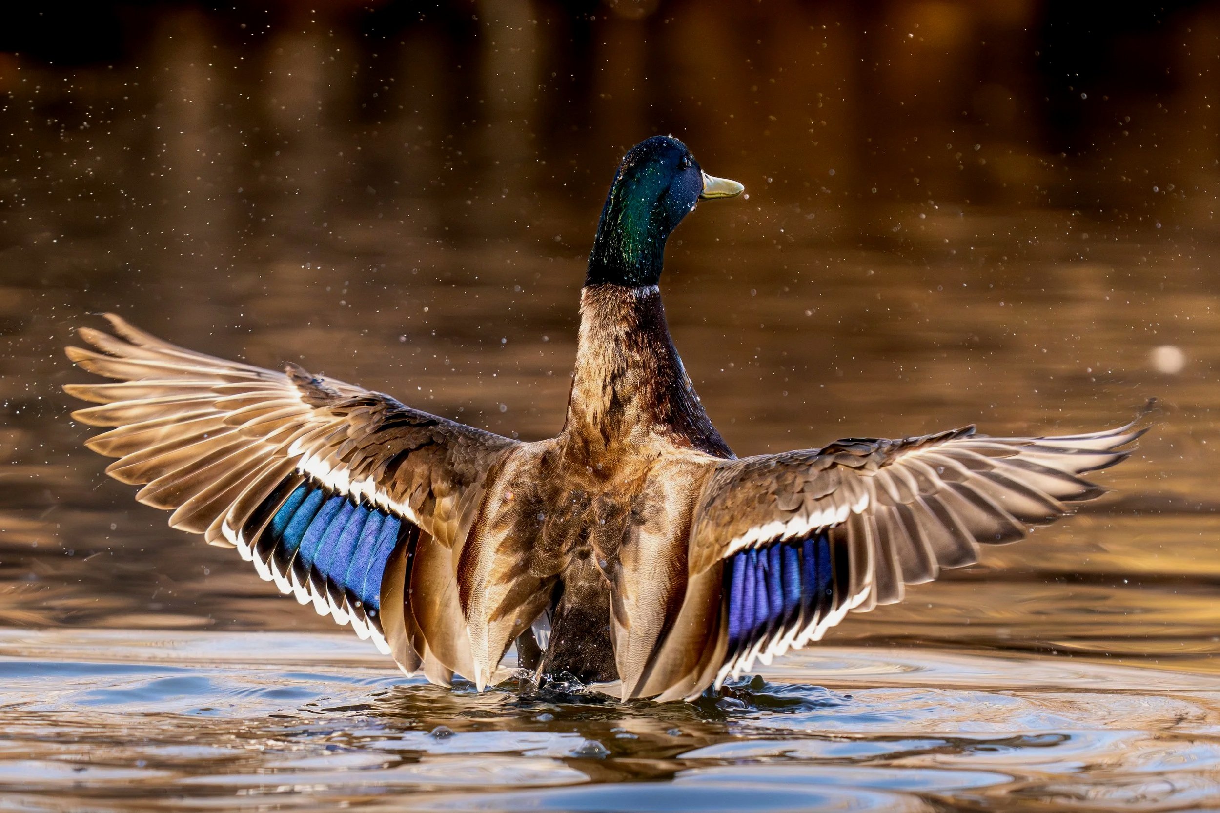 MallardWingFlap_3x2.jpg
