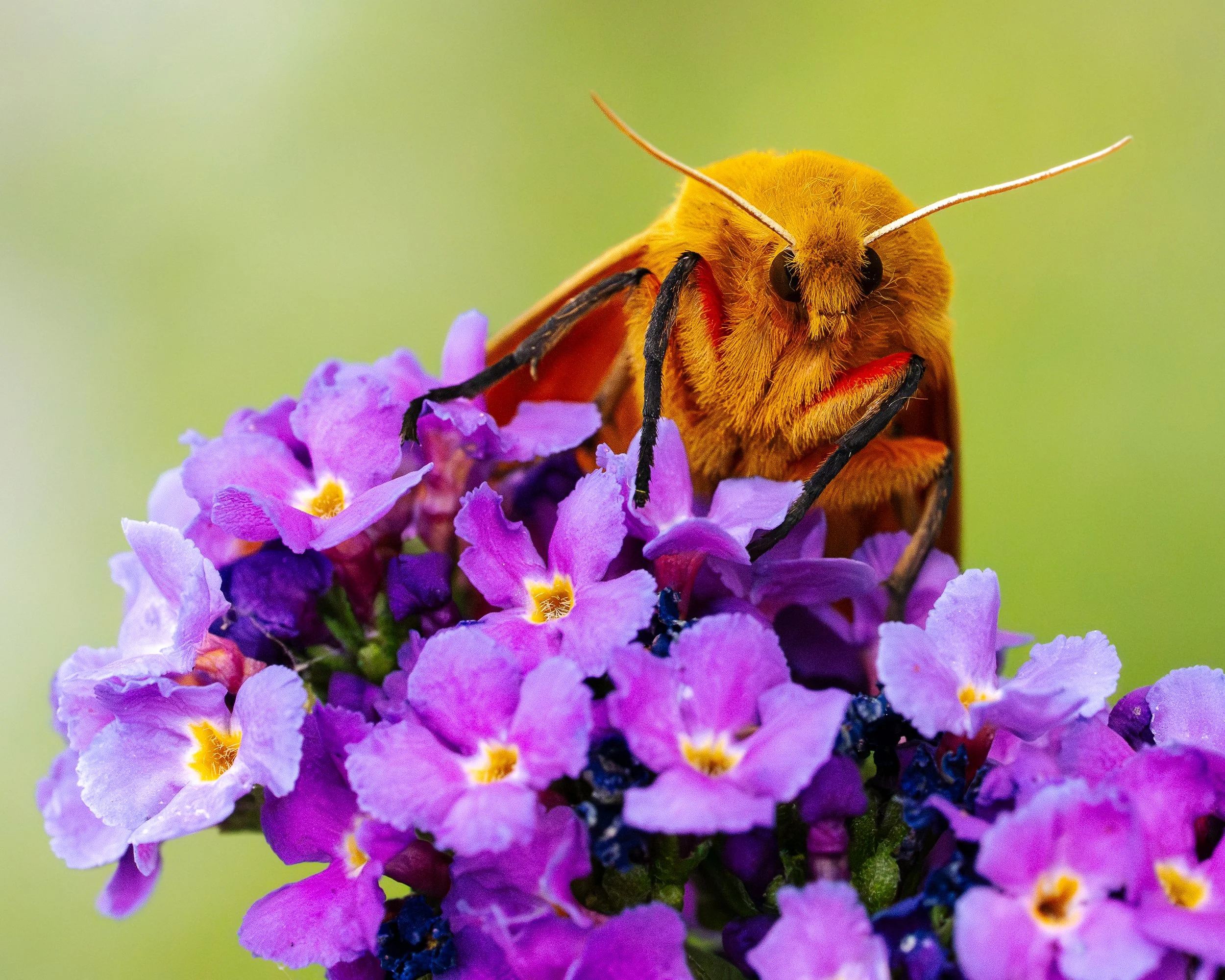 Isabella Tiger Moth
