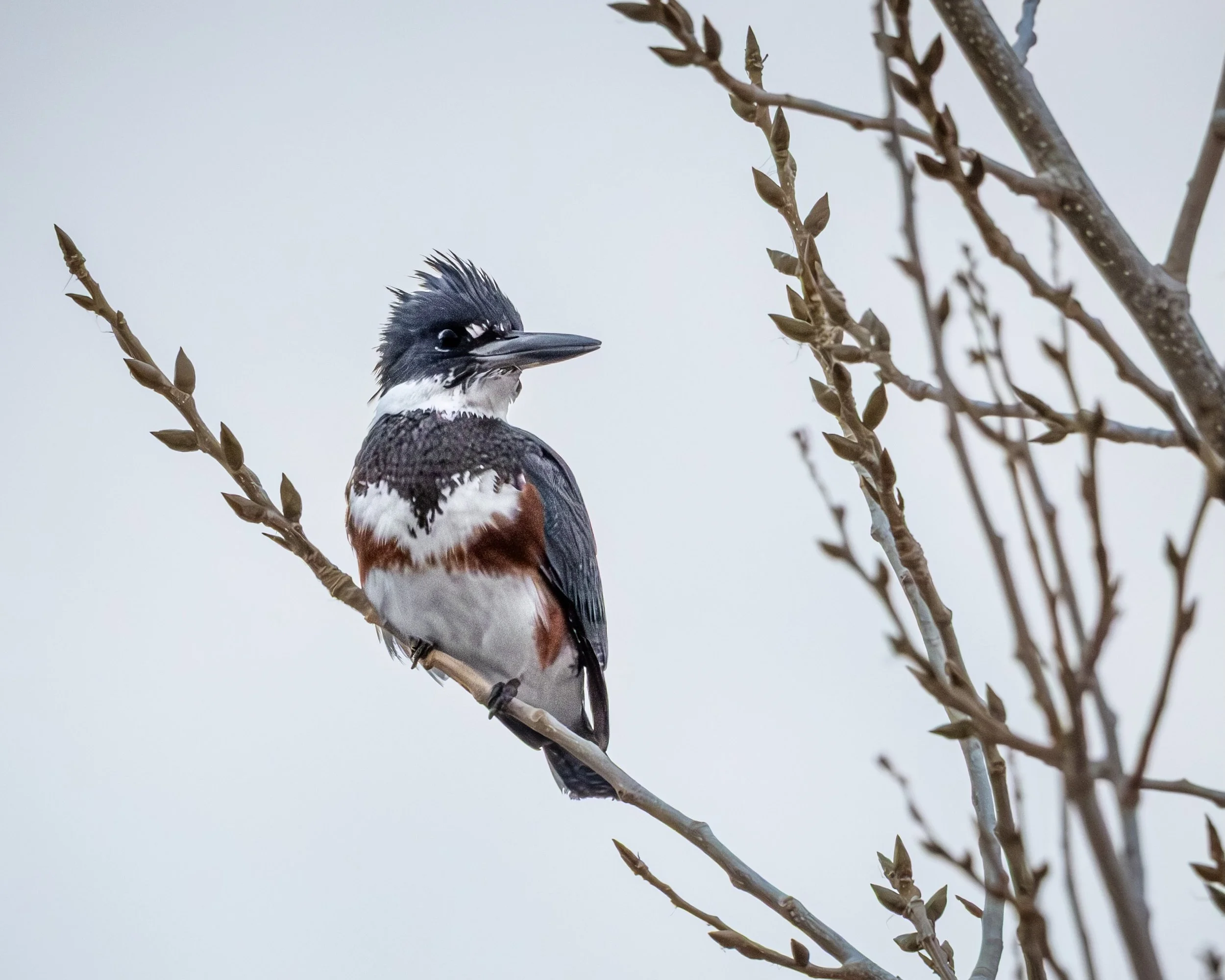 Kingfisher-Tree.jpeg
