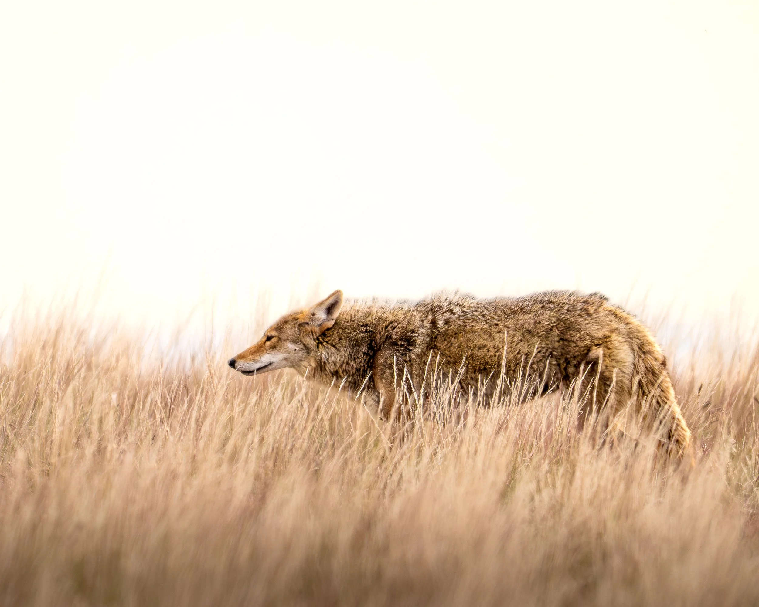 High-key Coyote