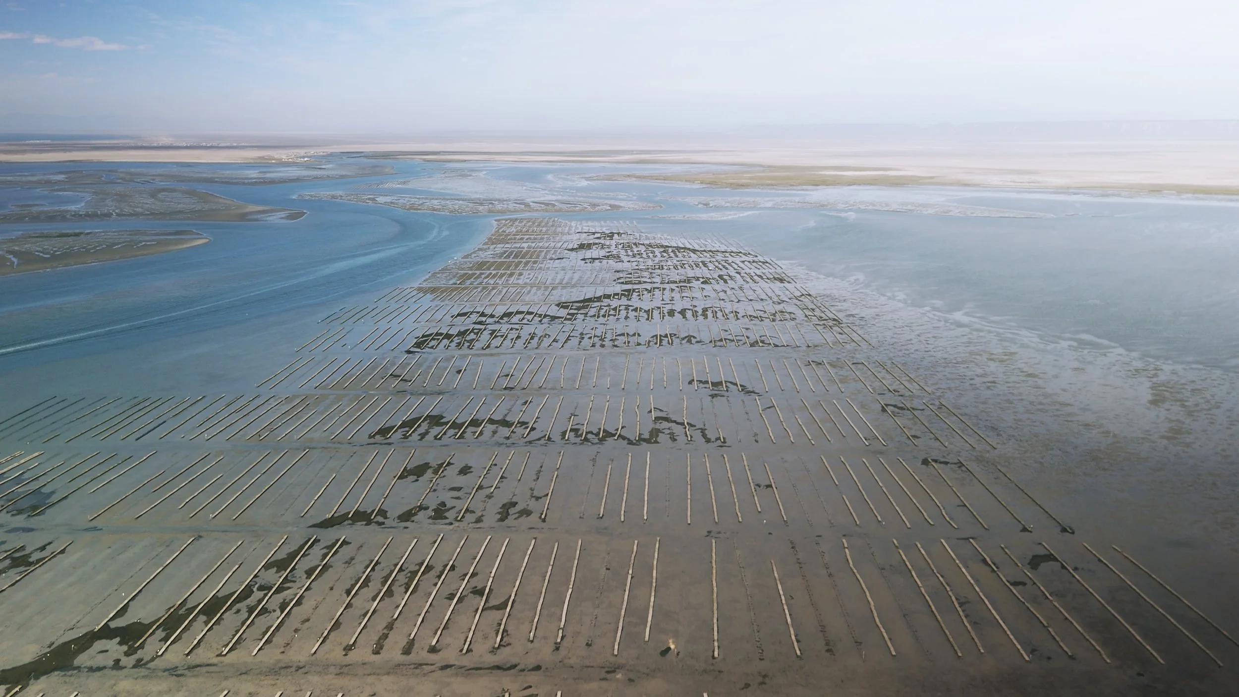 Oysters_Farm_4.jpg