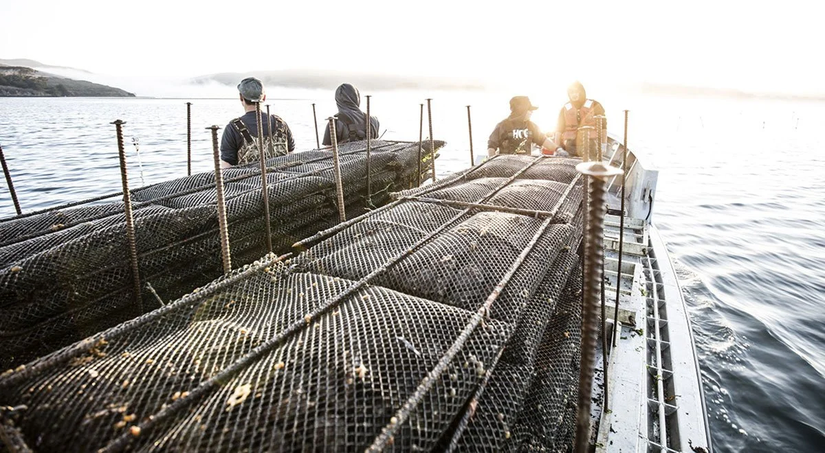 The Aquaculture Opportunity