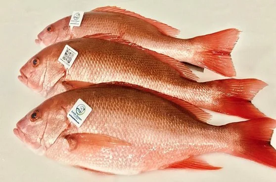Red Snapper Genetic Secrets Unlocked