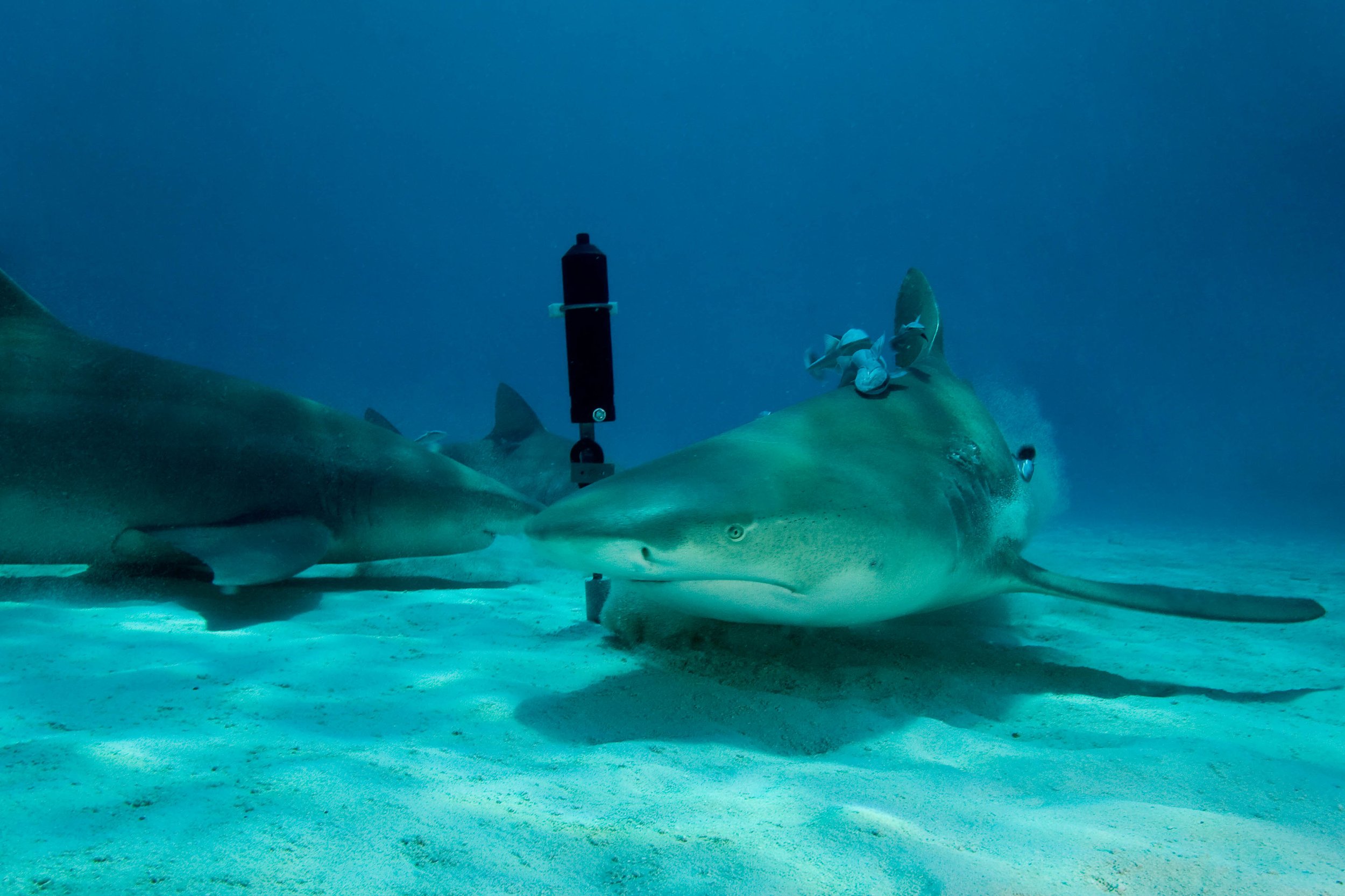 lemon-sharks-vr2w.jpg