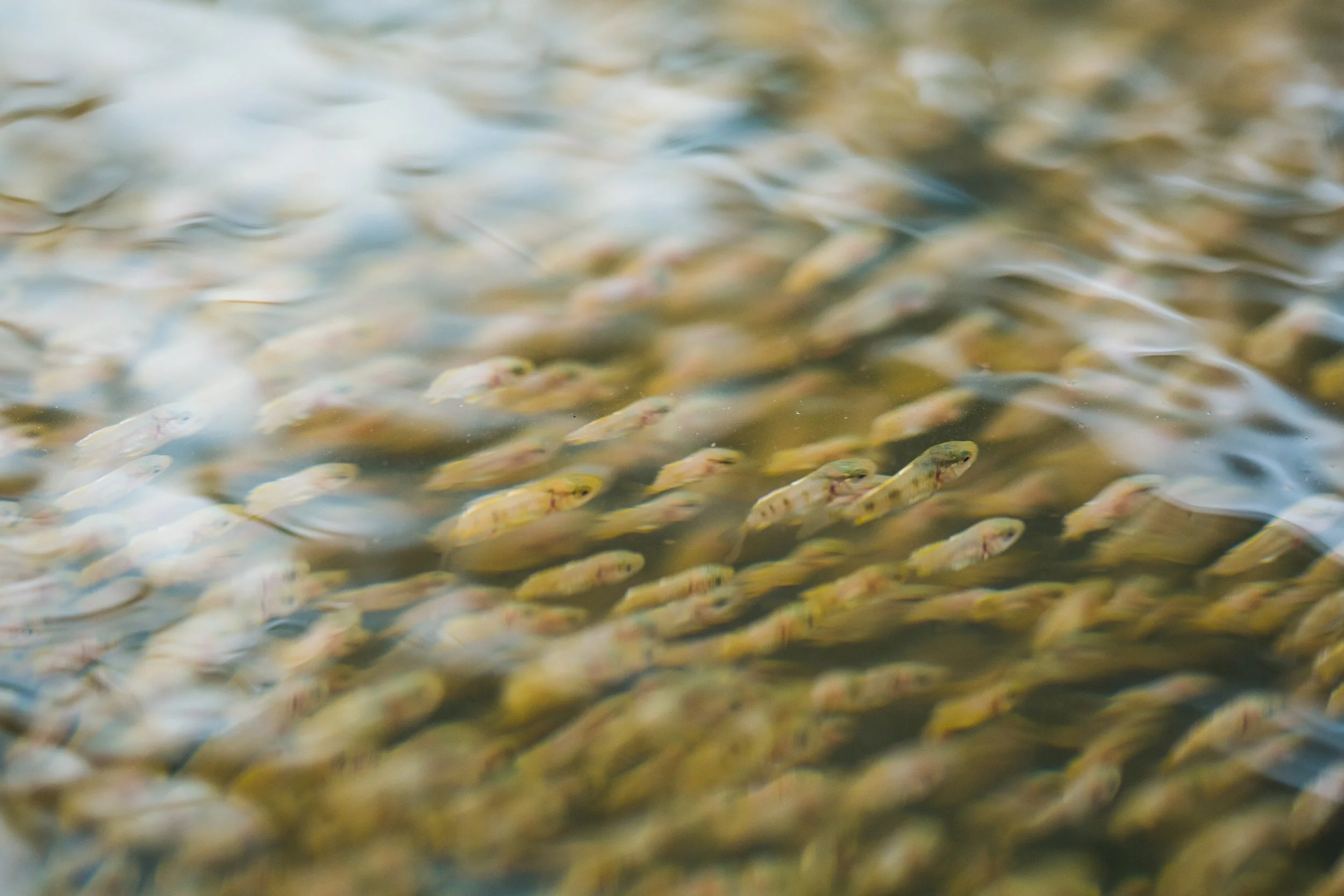 2Q1A8964 - Fingelings.jpg