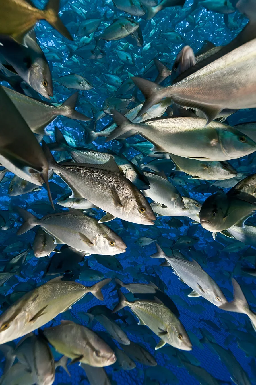 A large school of fish swimming underwater, illuminated by blue light.