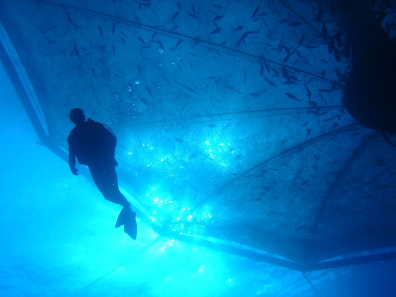 diver under SeaStation 2.jpg