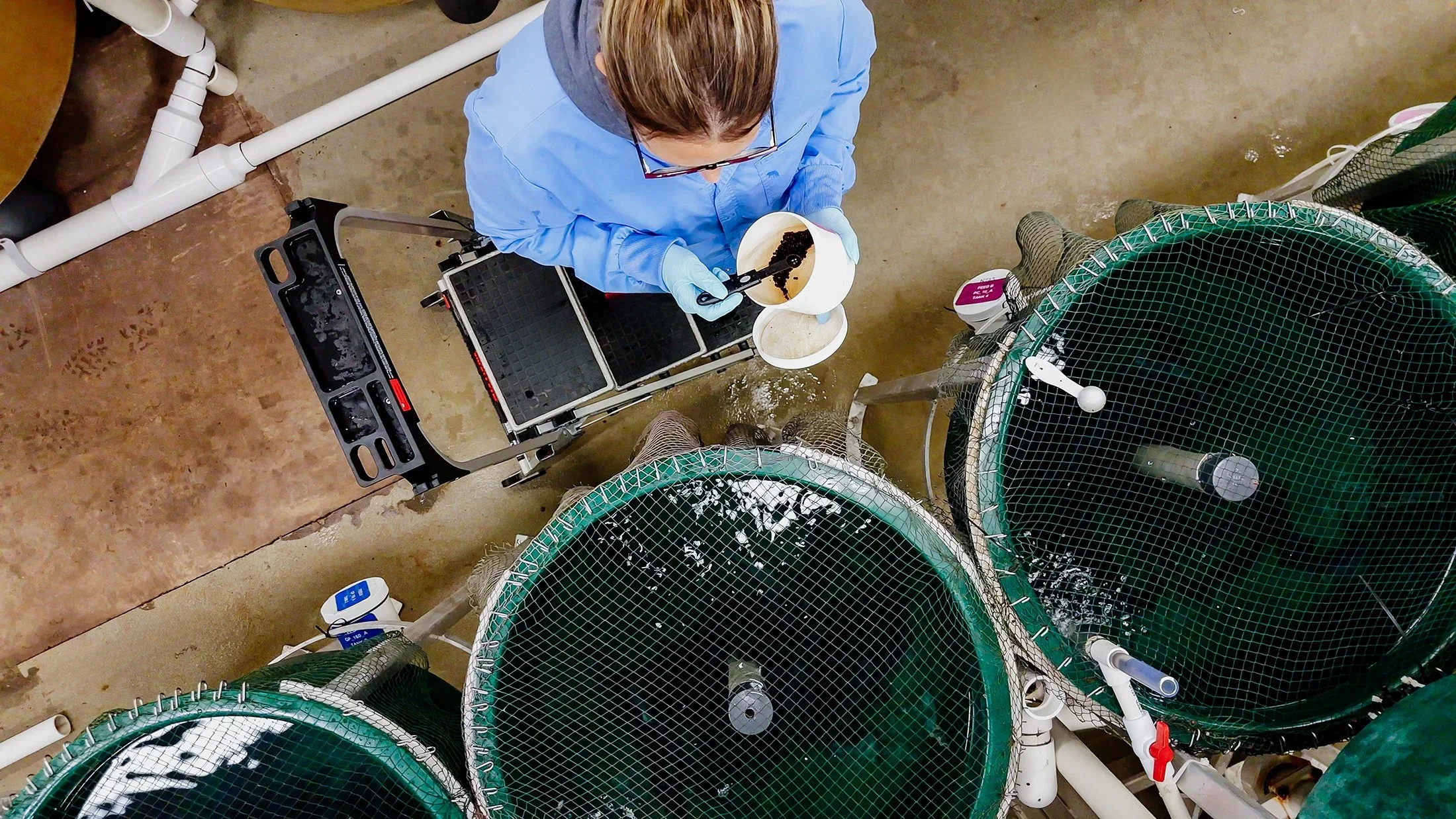 Overhead view of a person in blue scrubs and gloves standing next to large fish tanks with green nets. The person is holding a bowl with dark colored fish food and scooping some with tongs. The tanks are connected by white pipes, and the room has a concrete floor.