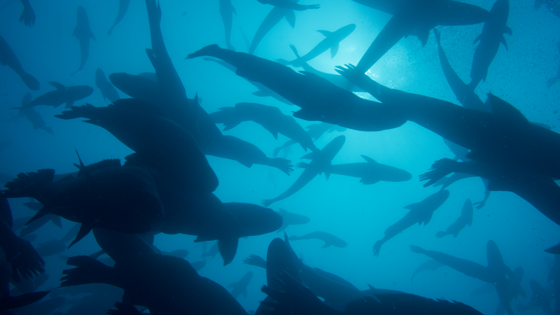 TOTOABA GENERICO.png