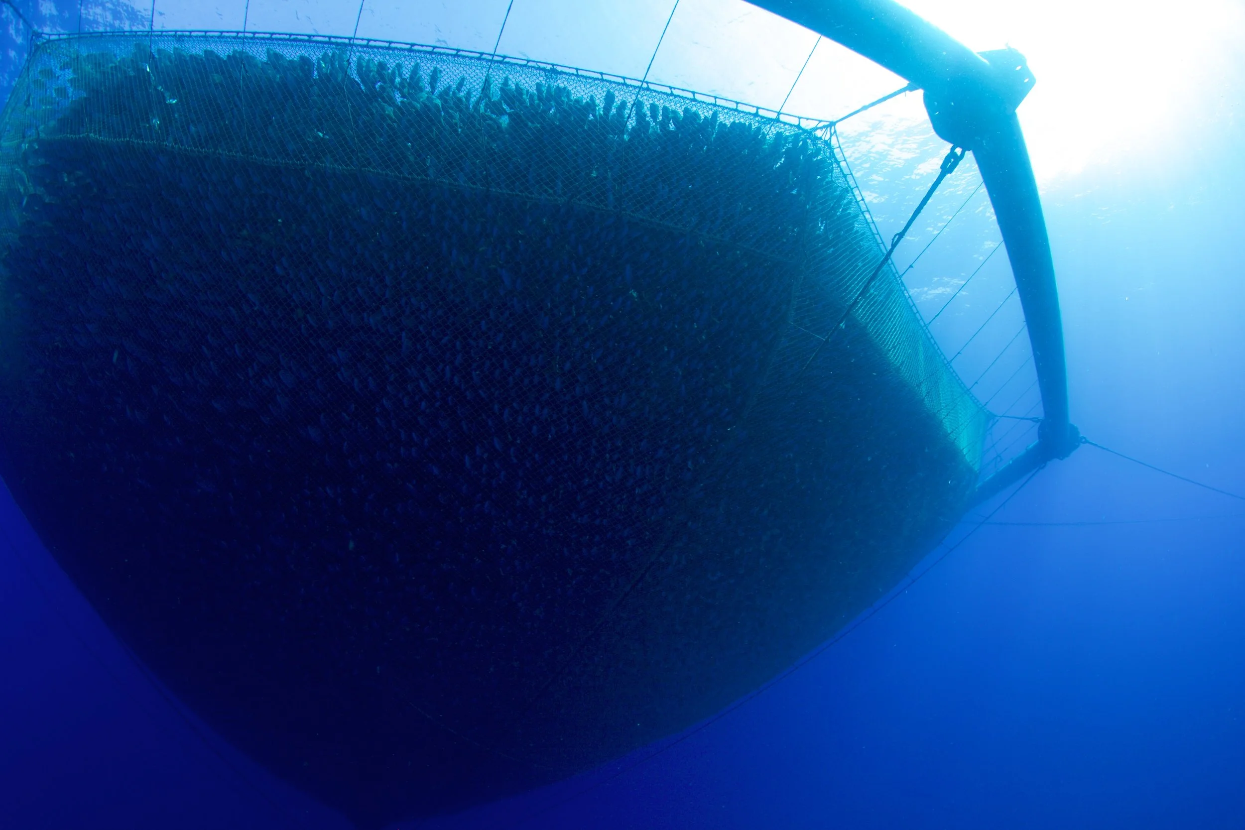 Fish in net from under.jpg