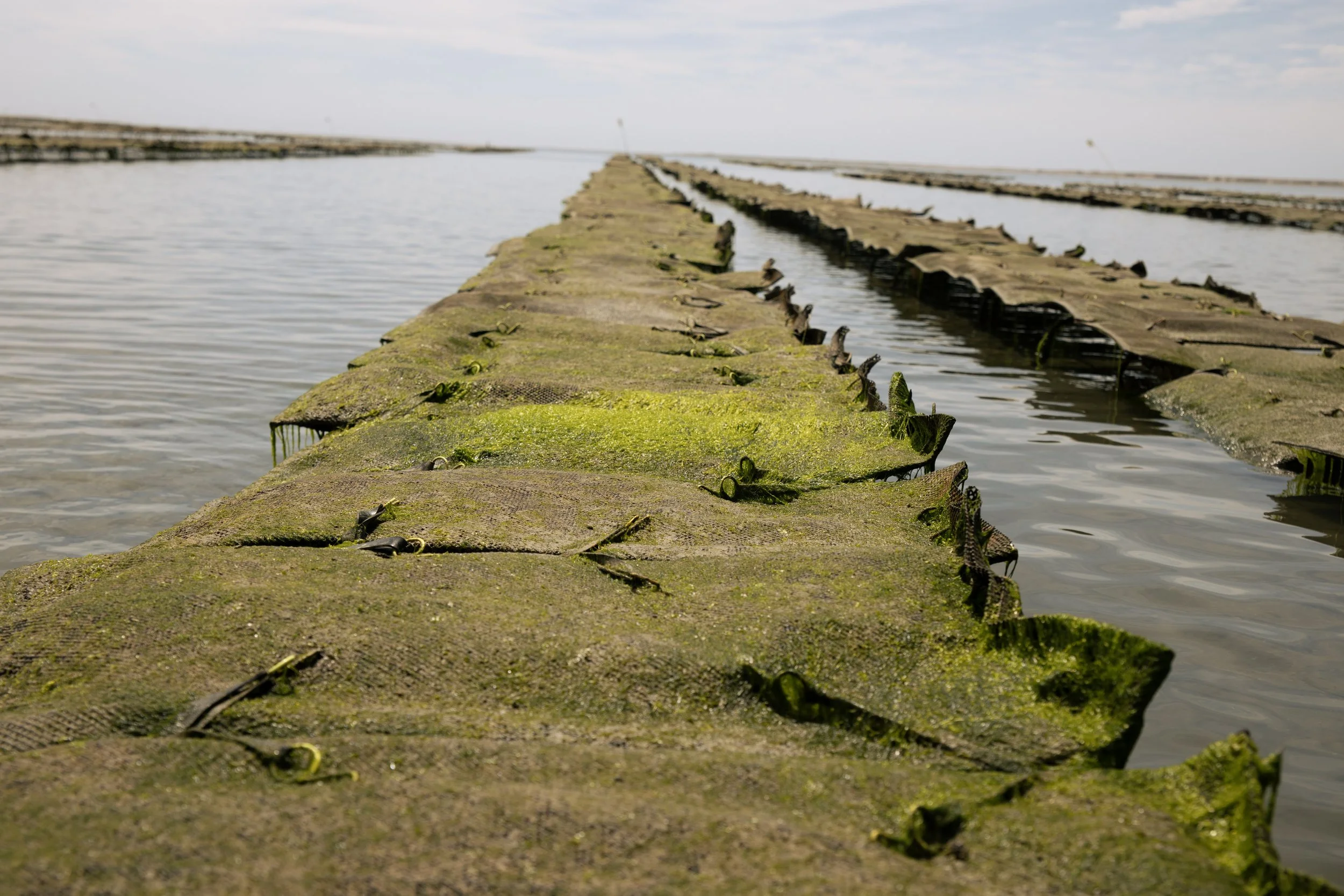 Oysters_Farm_1.jpg
