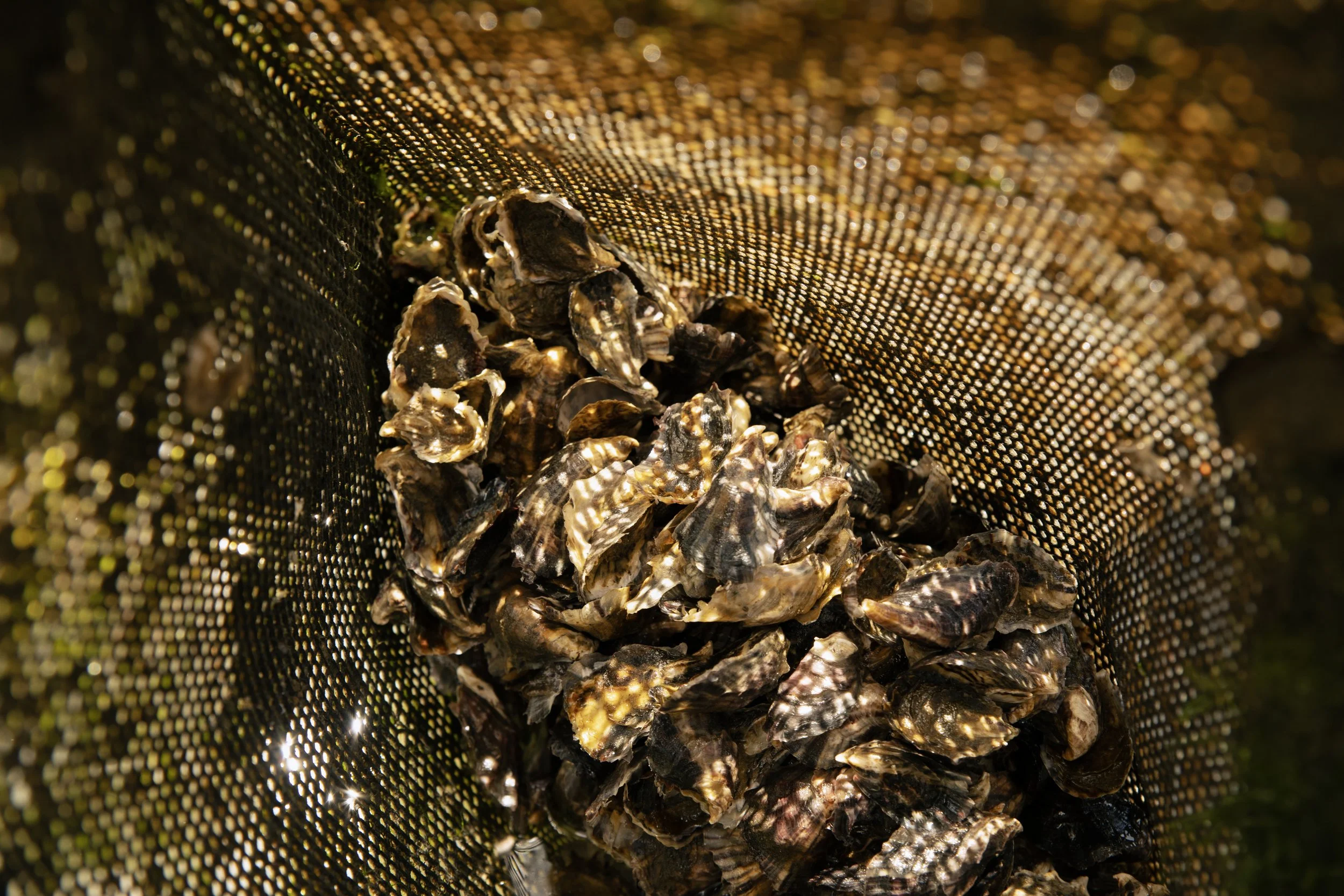 Oysters_Species_4.jpg